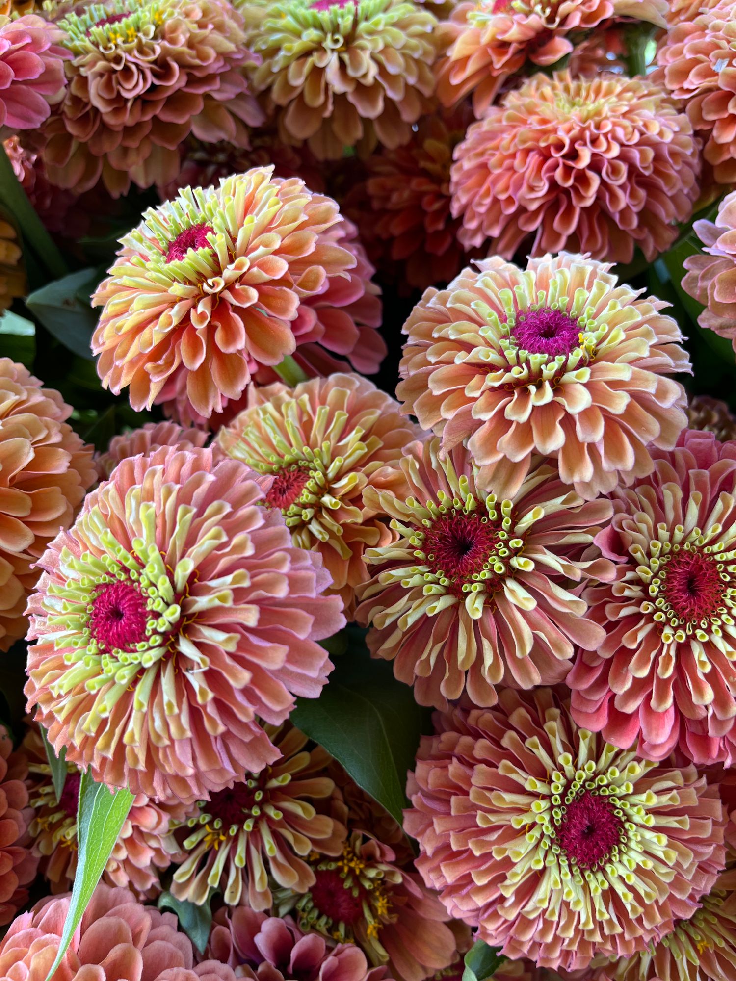 ZINNIA elegans Queeny Lime Orange