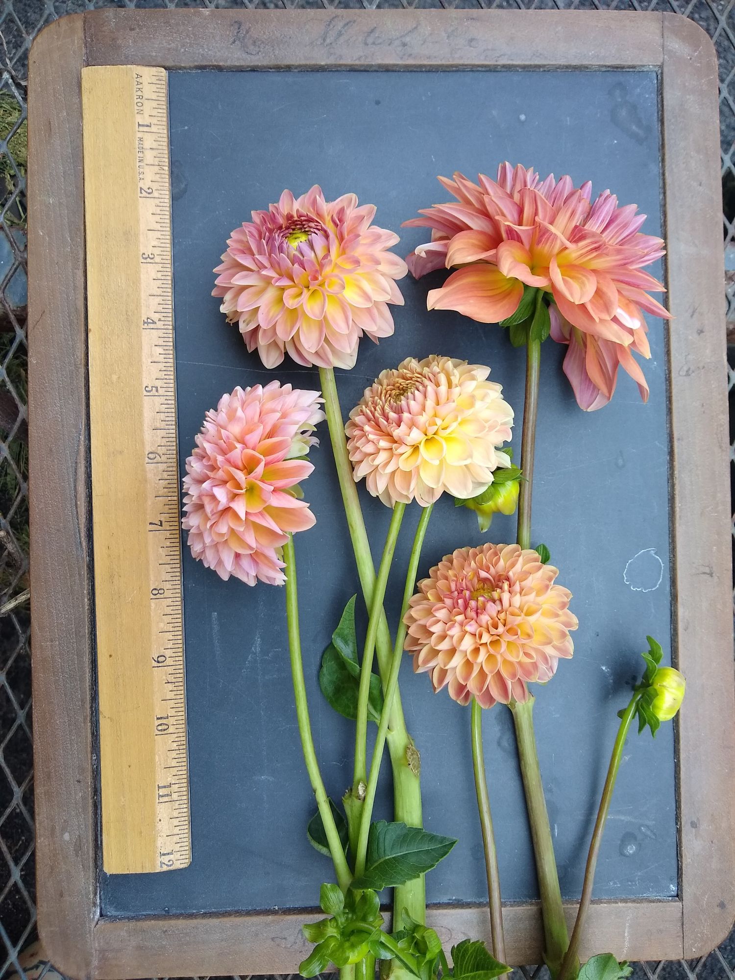 DAHLIA