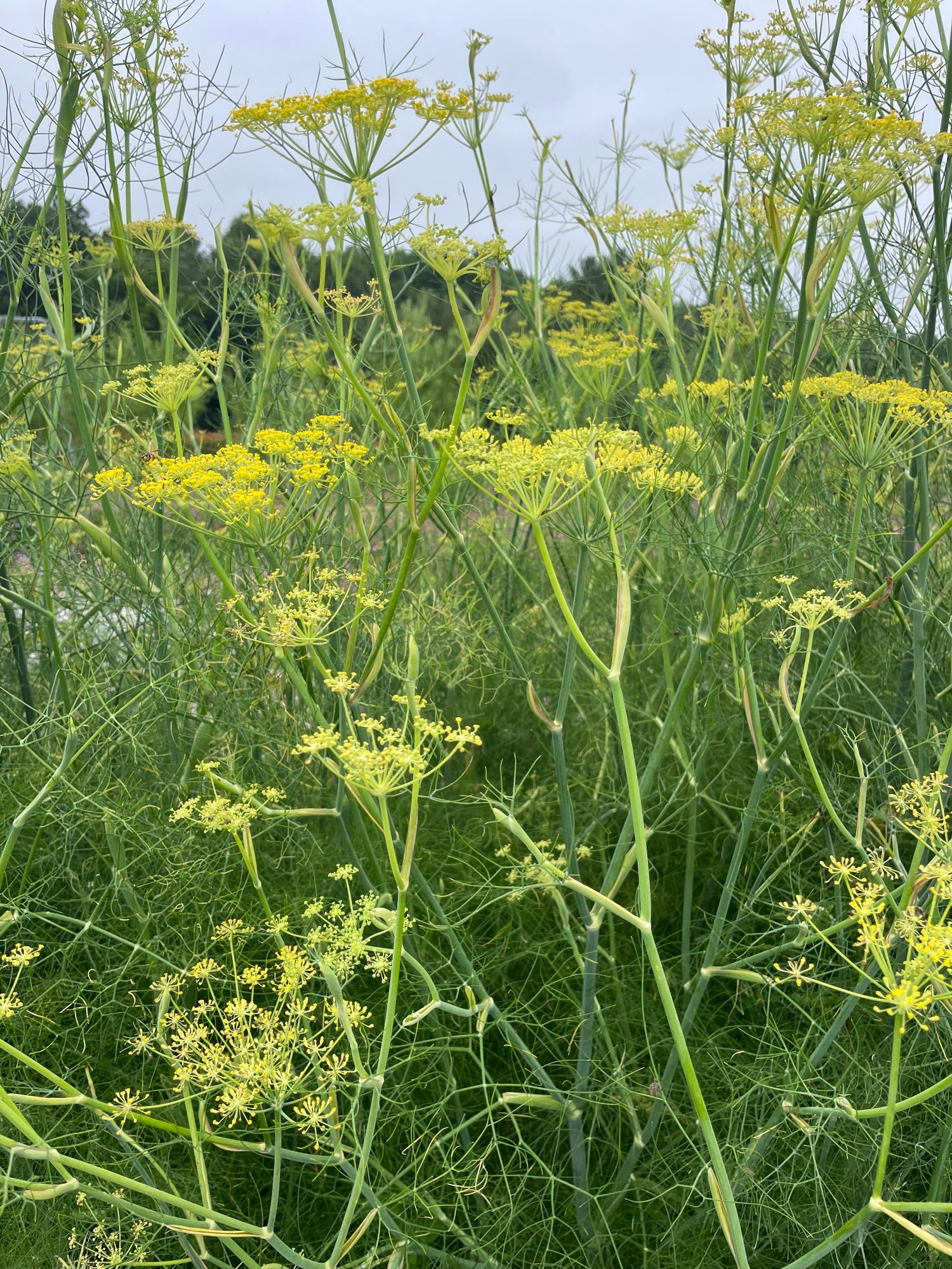 FOENICULUM vulgare