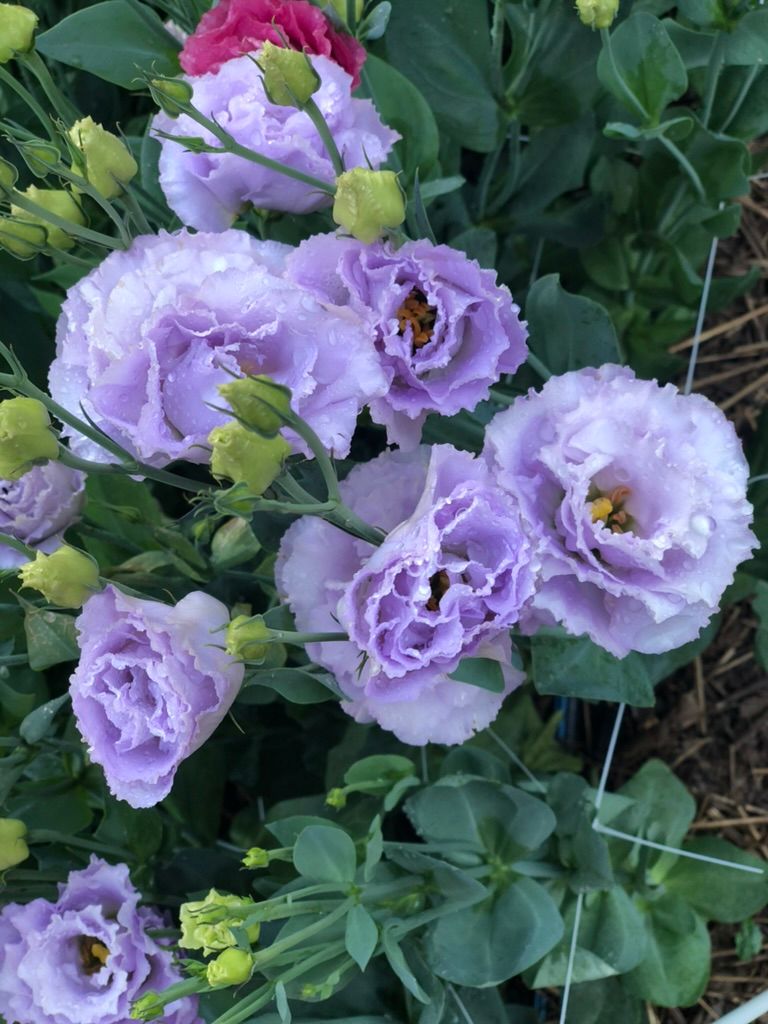 EUSTOMA grandiflorum Voyage