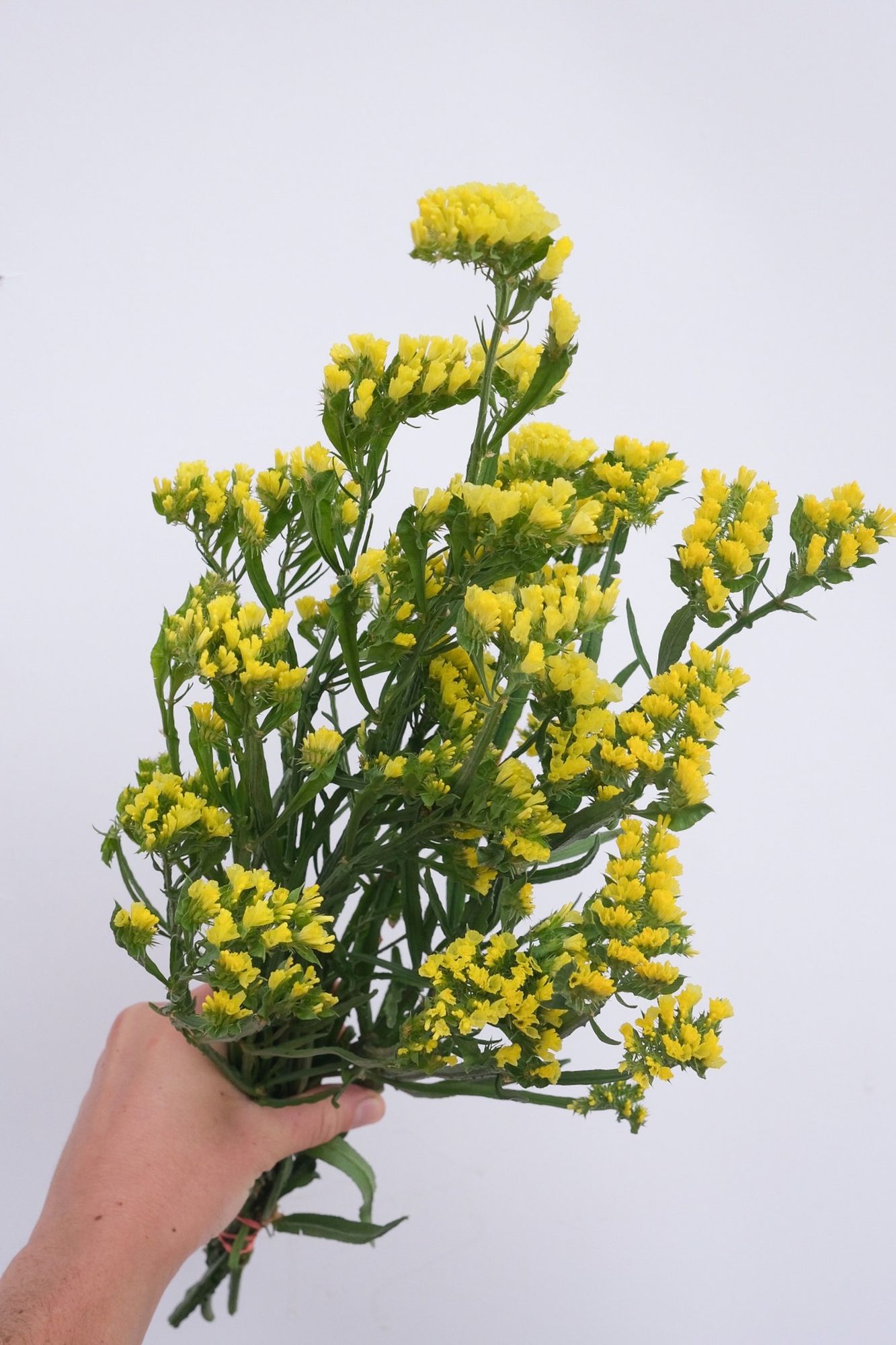 LIMONIUM sinuatum