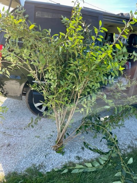 FORSYTHIA
