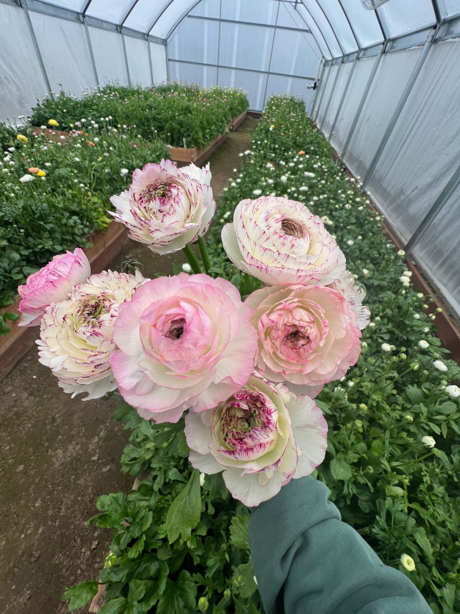 RANUNCULUS La Belle White Picotee