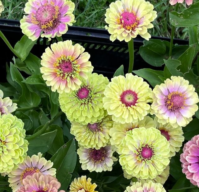 ZINNIA elegans Queeny Lime Blush