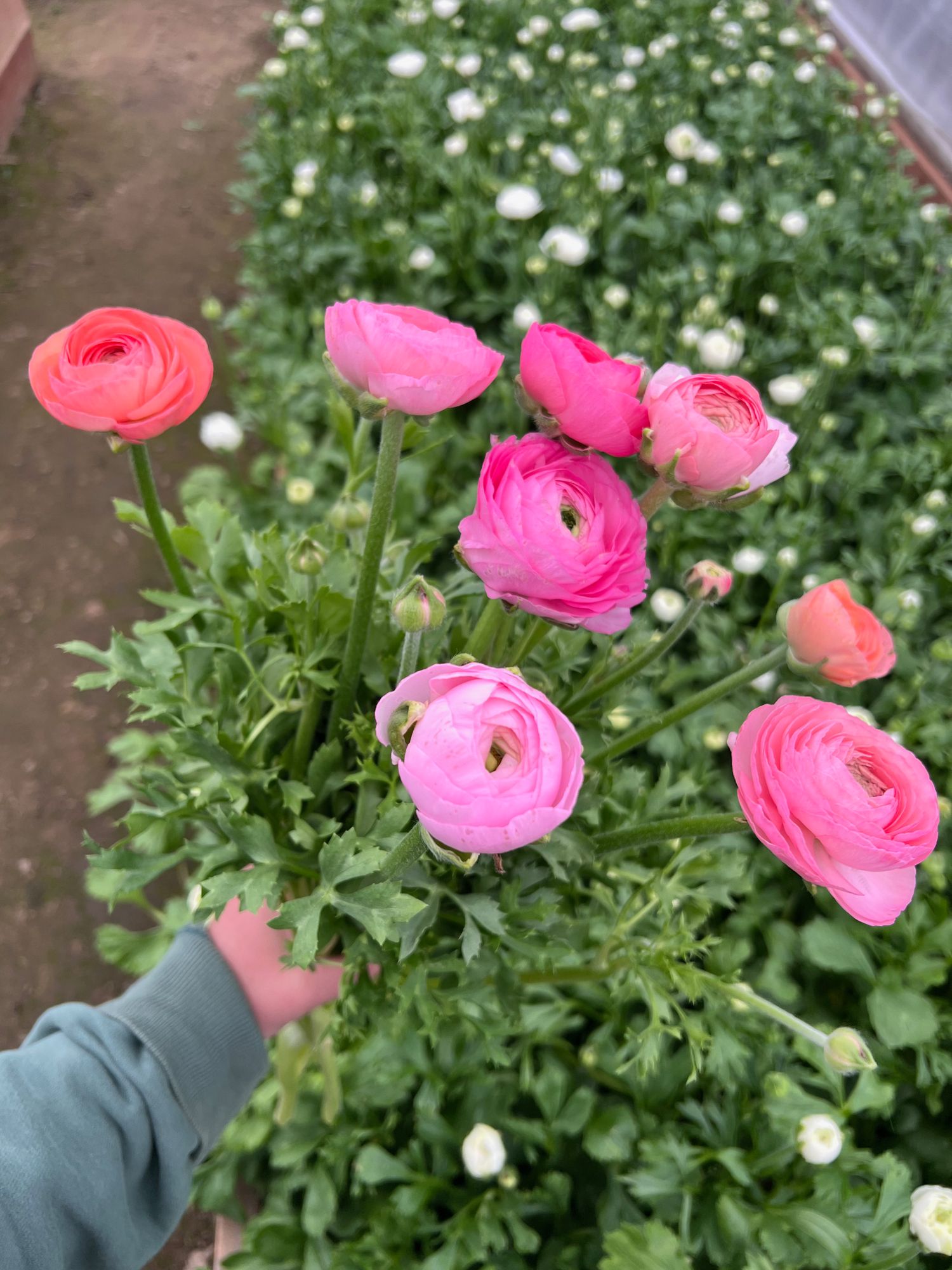 RANUNCULUS Pastel Mix