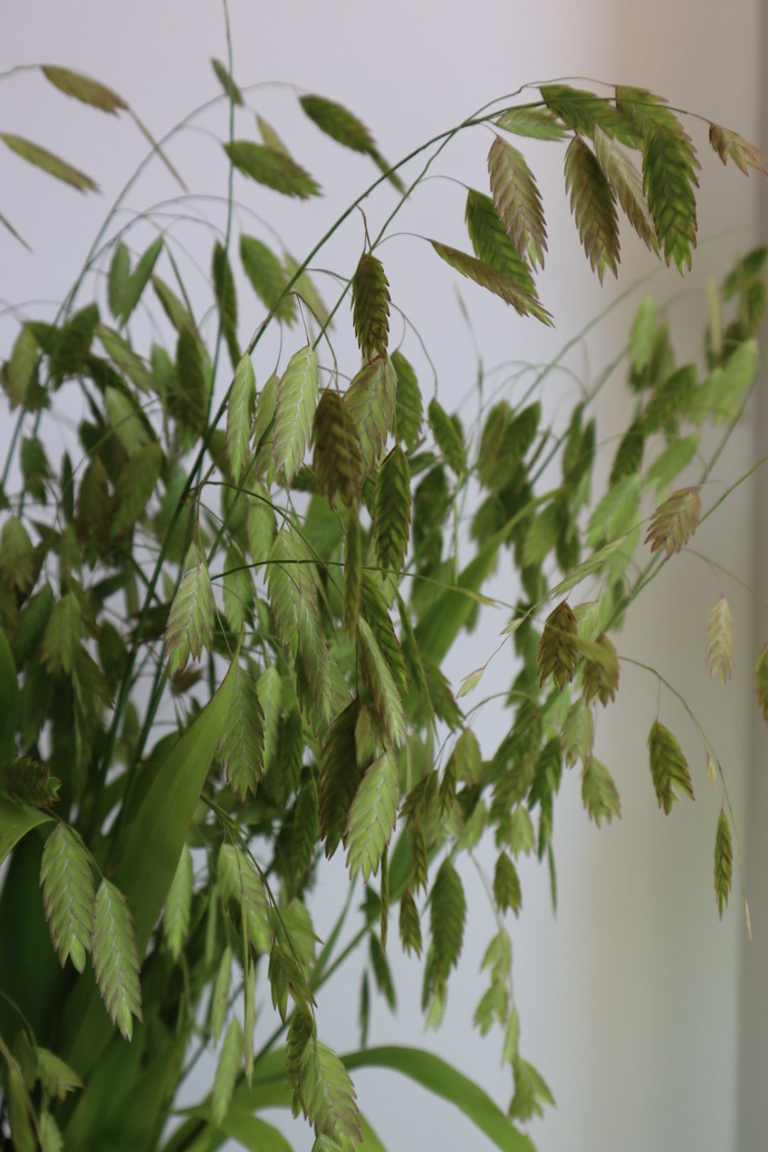CHASMANTHIUM latifolium