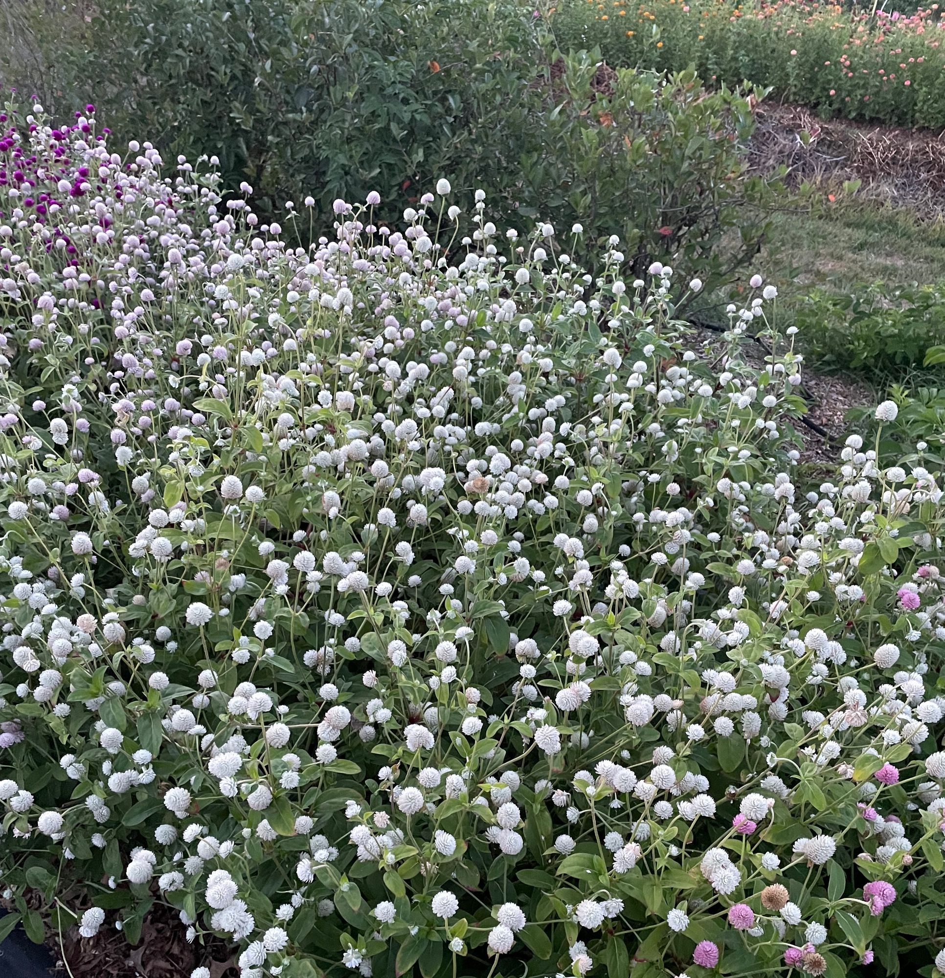 GOMPHRENA globosa Audray