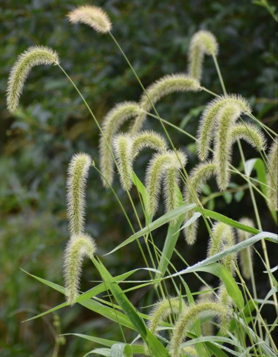 SETARIA
