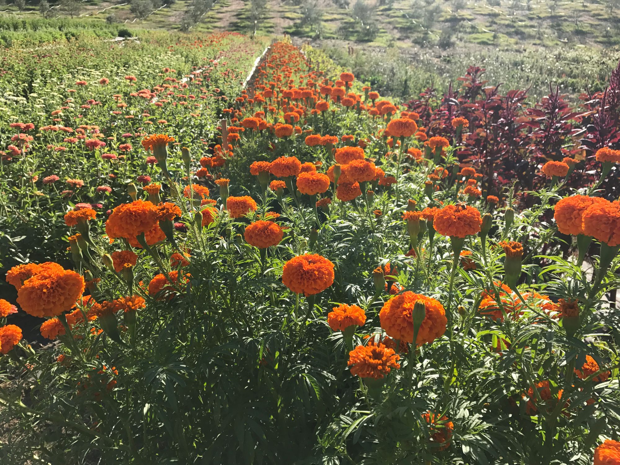 TAGETES erecta