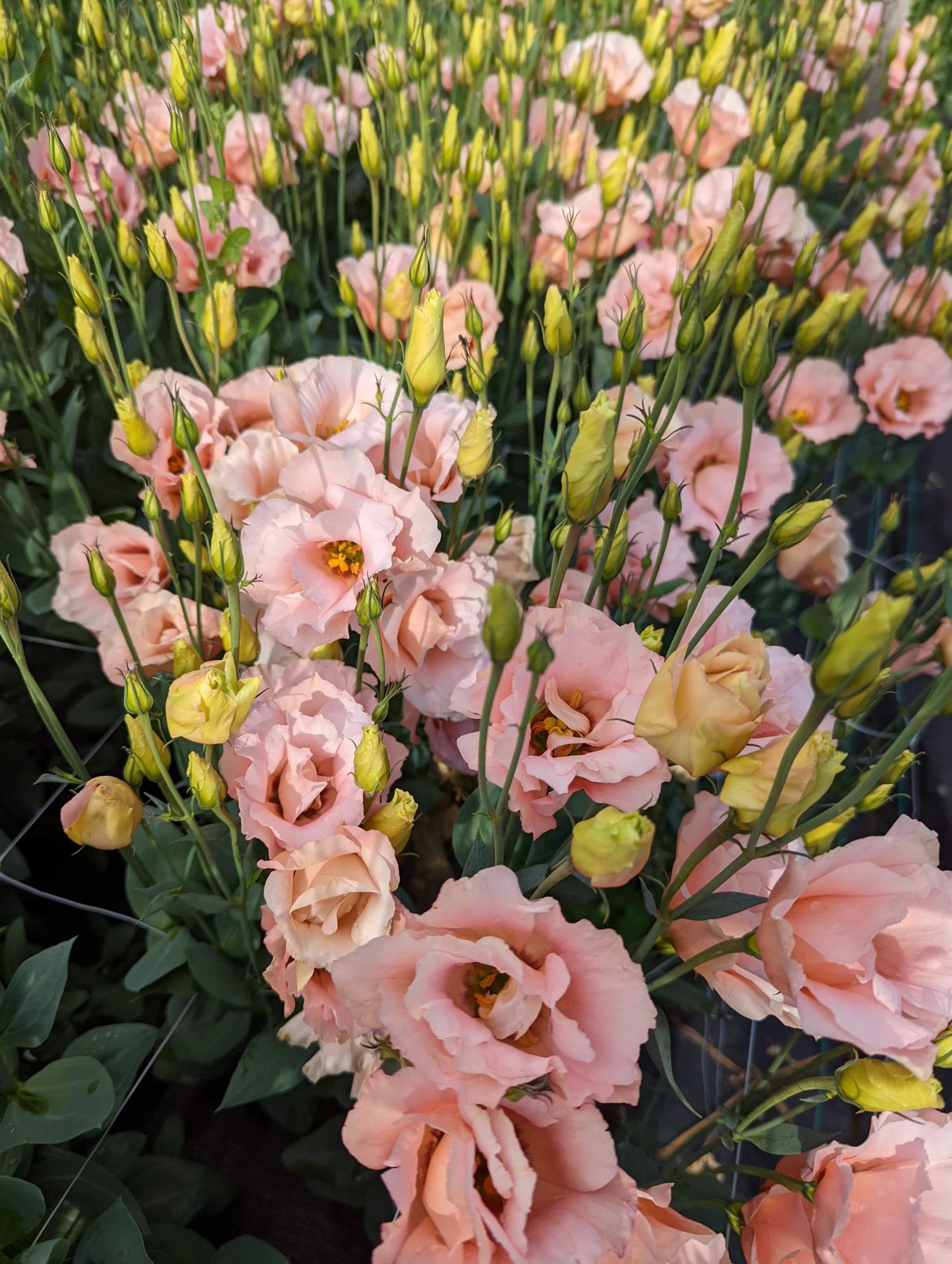 EUSTOMA grandiflorum