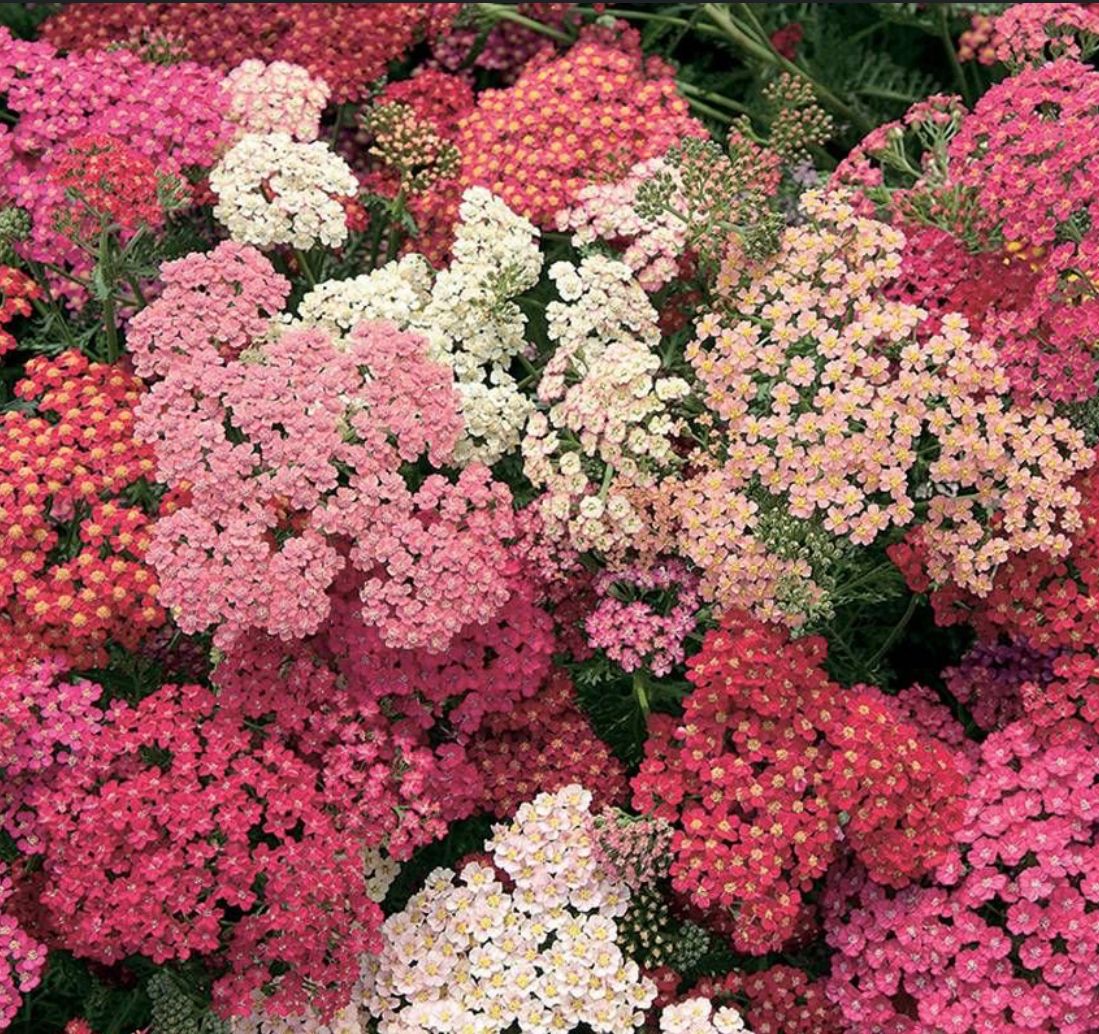 ACHILLEA millefolium