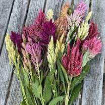 CELOSIA argentea var. plumosa