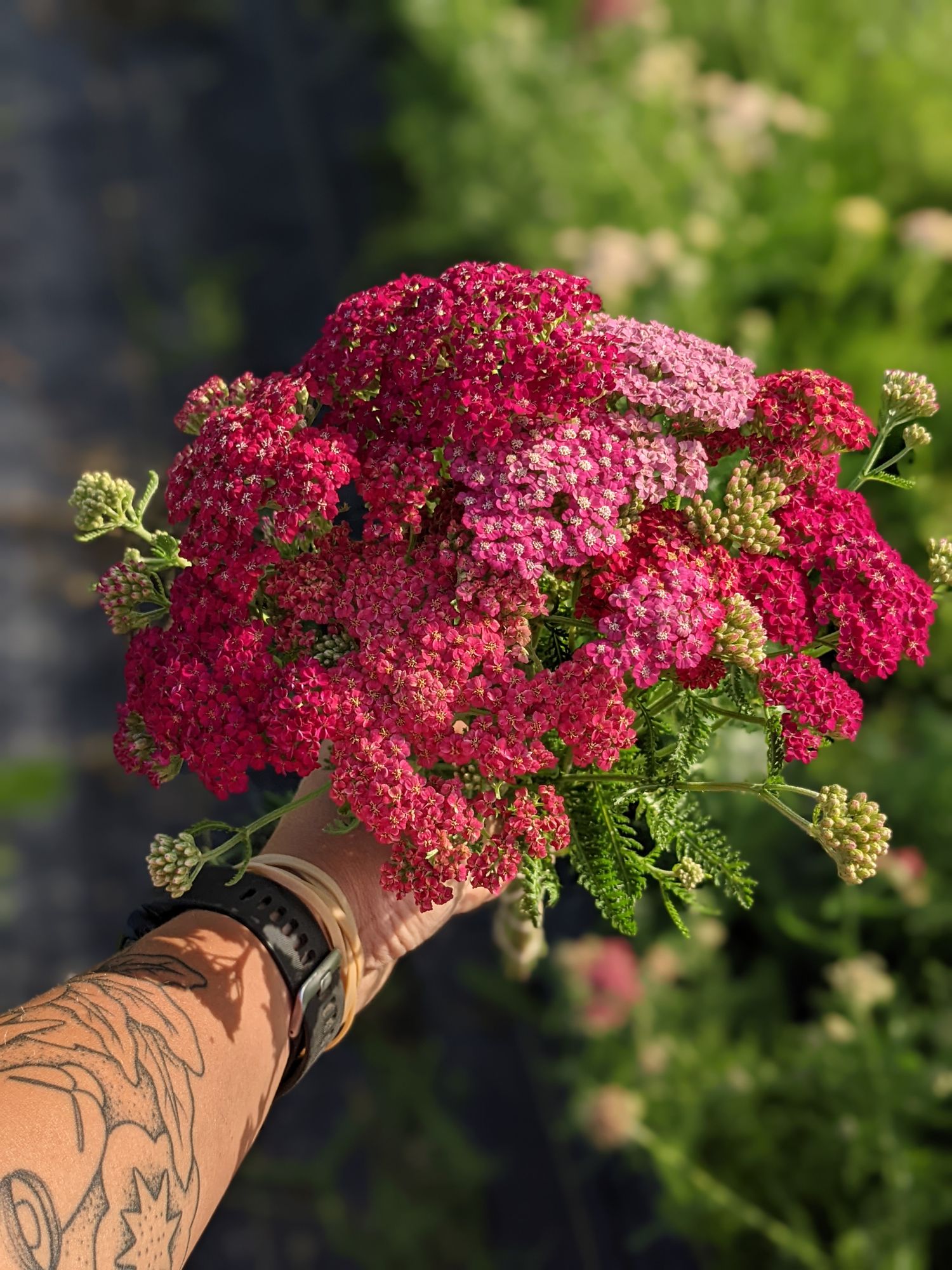 ACHILLEA millefolium