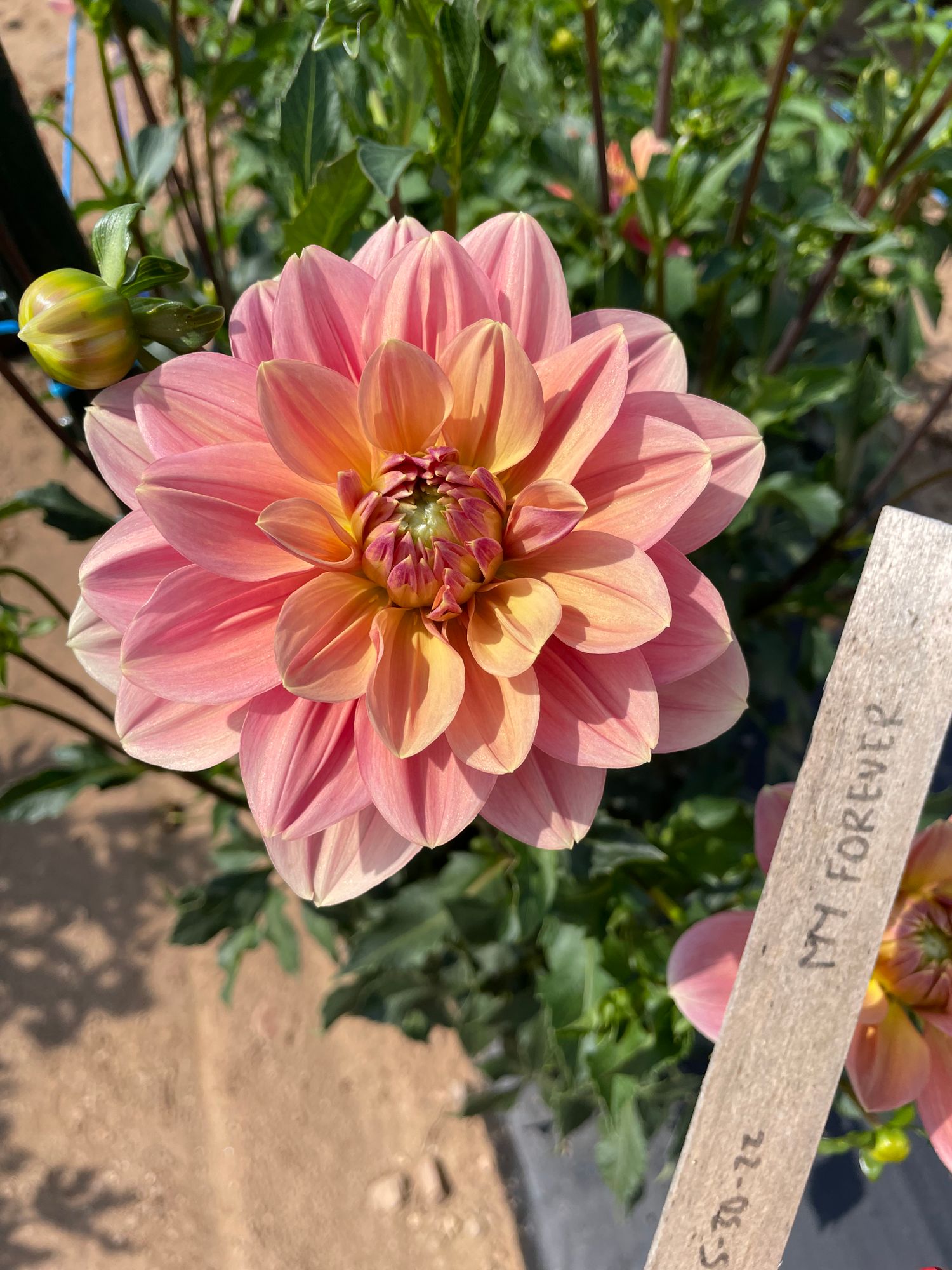 DAHLIA My Forever