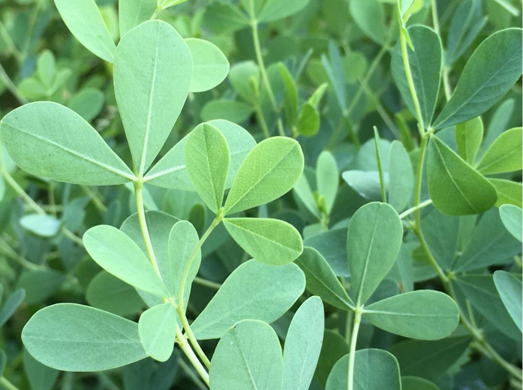 BAPTISIA australis Alba