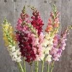 ANTIRRHINUM majus Rocket