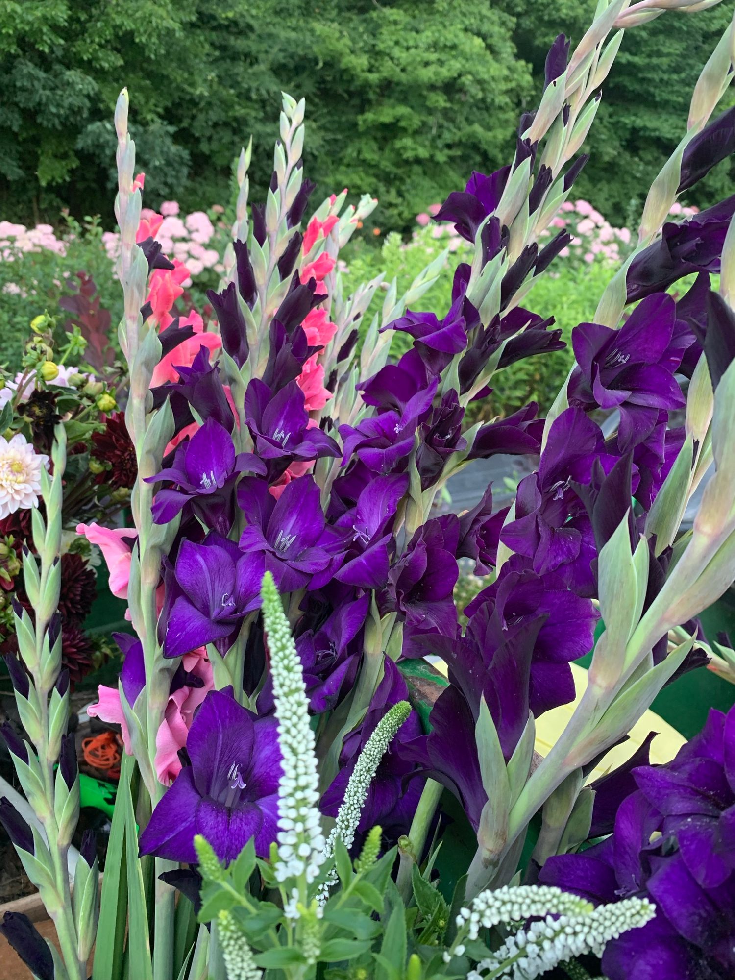 GLADIOLUS