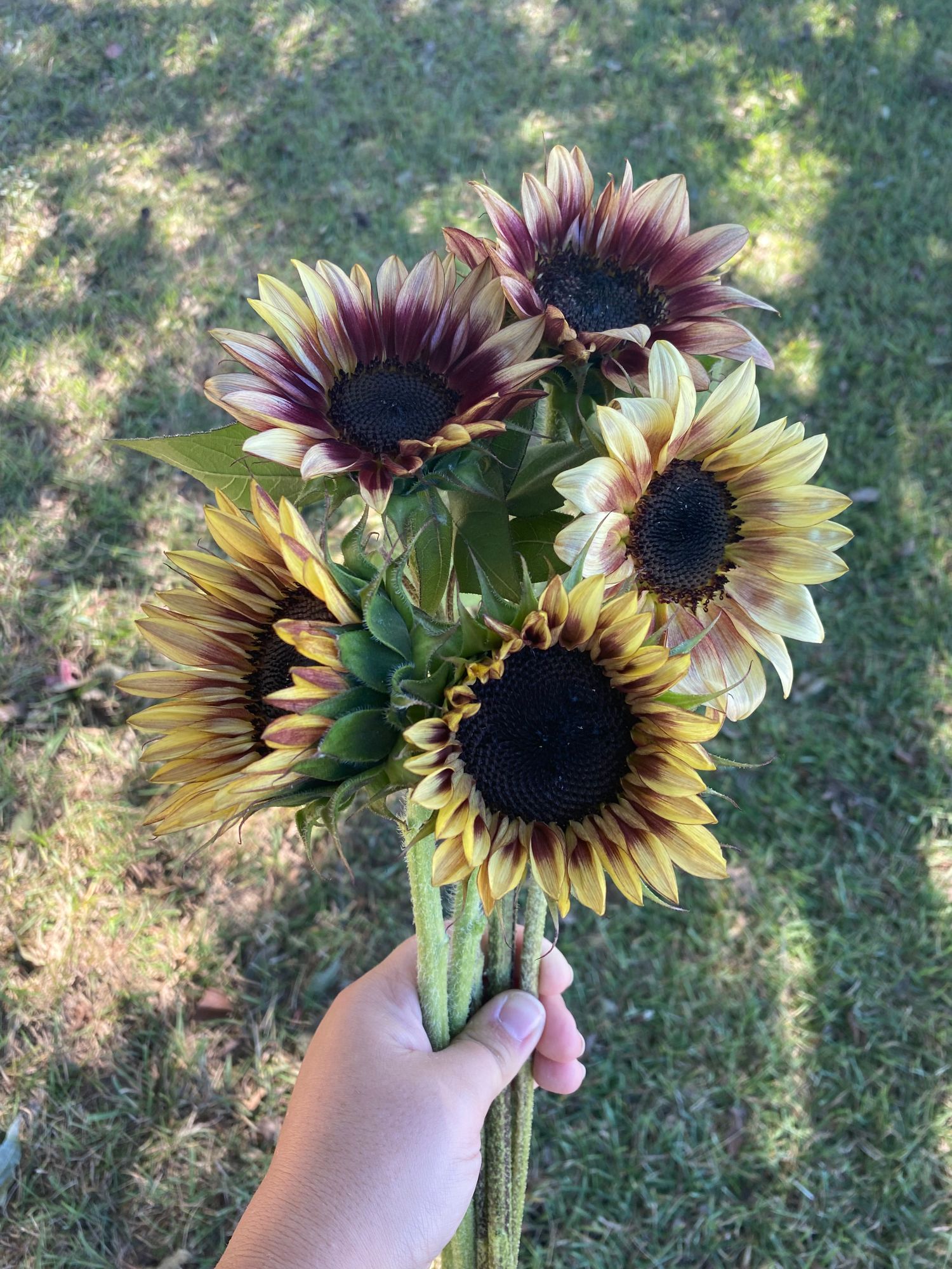 HELIANTHUS annuus ProCut Plum