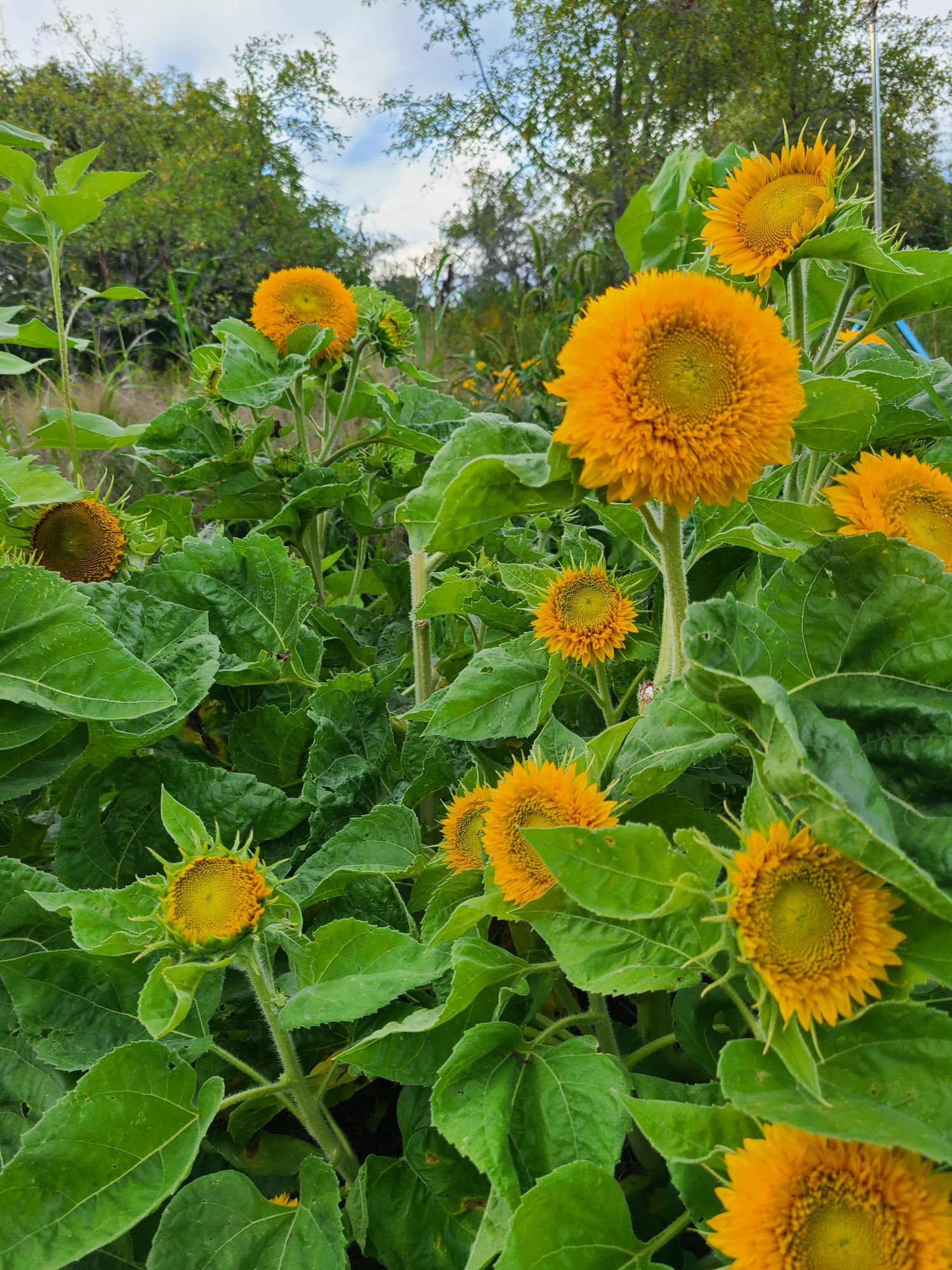 HELIANTHUS annuus Teddy Bear