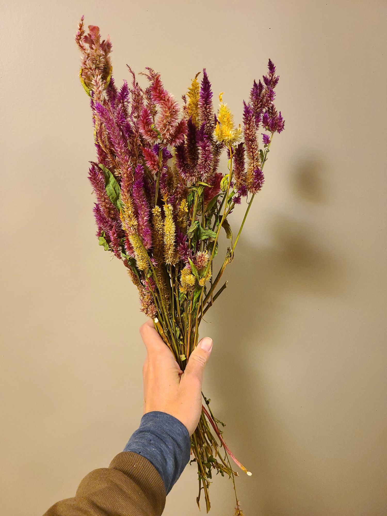 CELOSIA