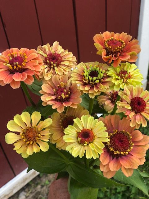 ZINNIA elegans Queeny Lime Orange