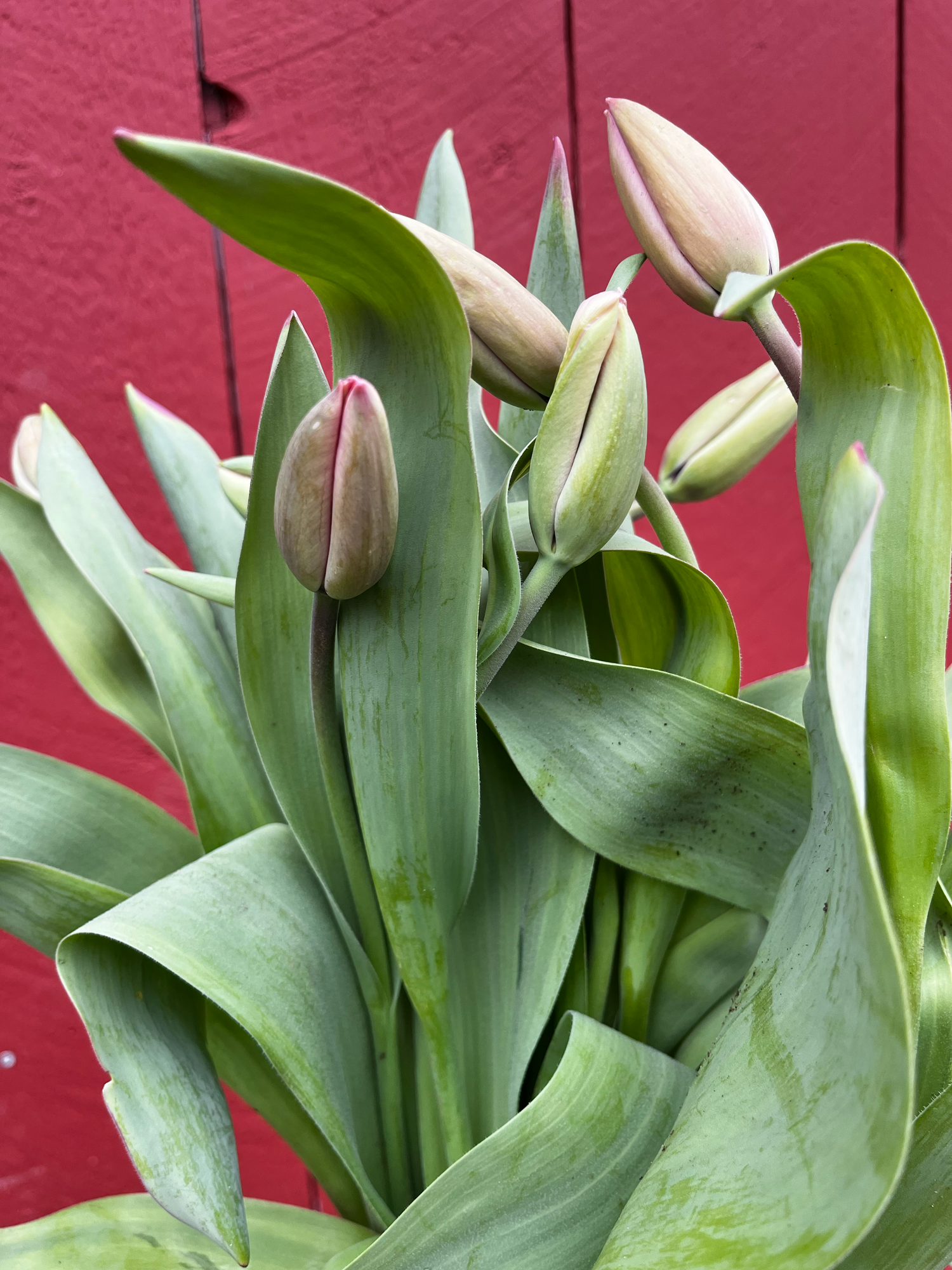 TULIPA Pink Impression