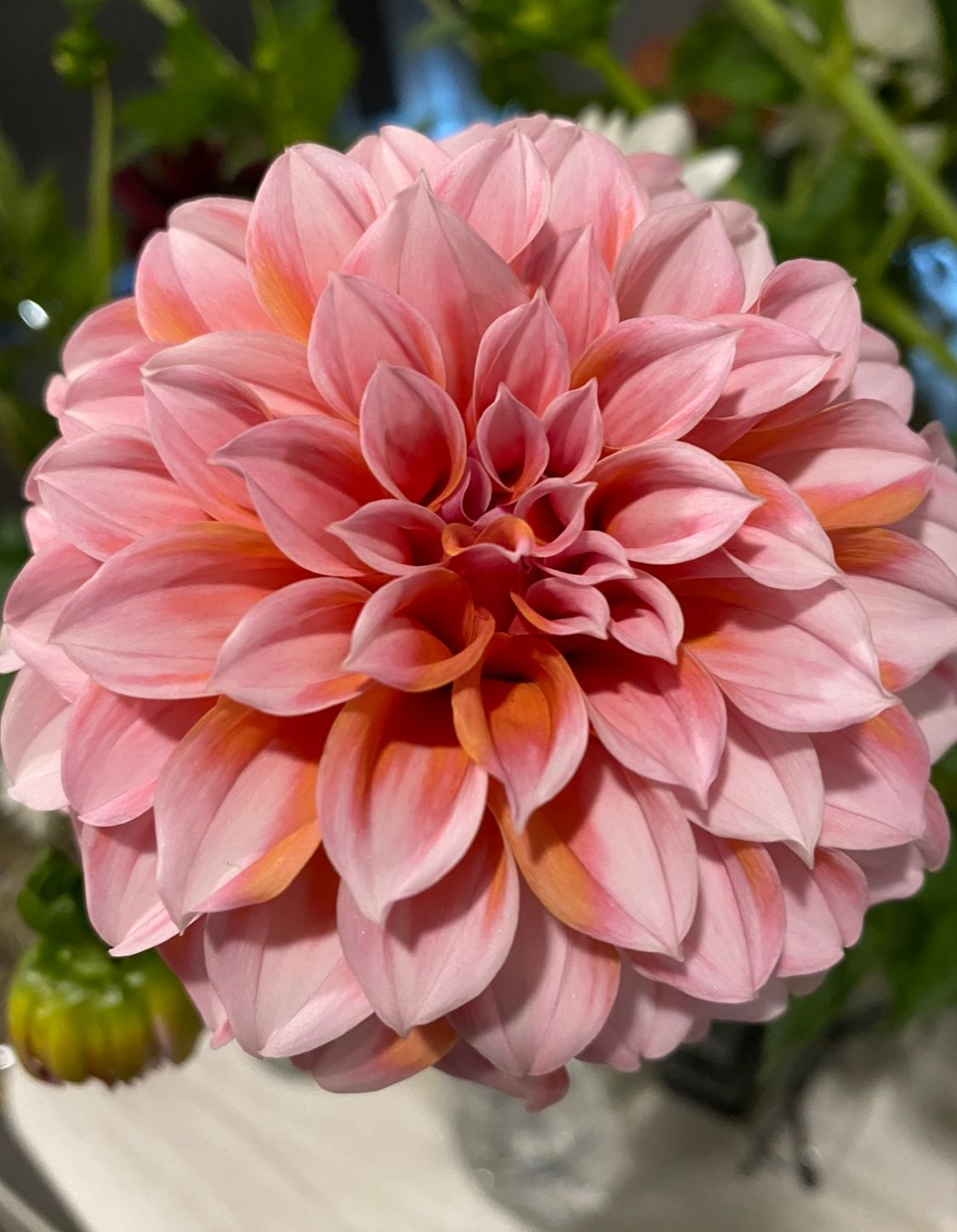 DAHLIA Peaches n Cream