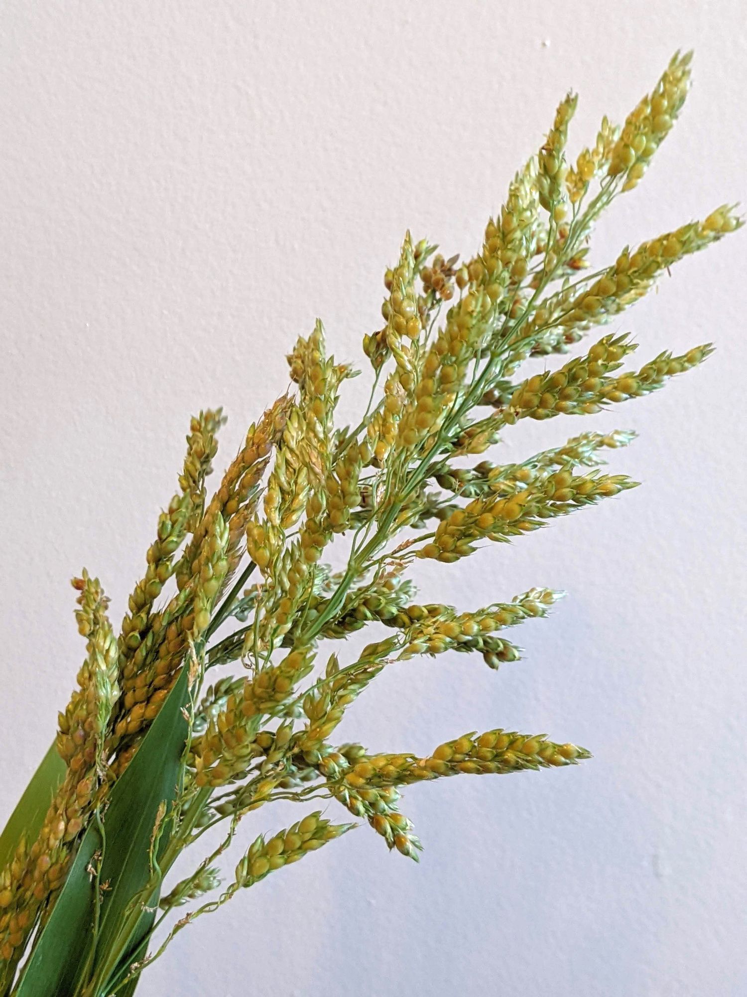SORGHUM x drummondii