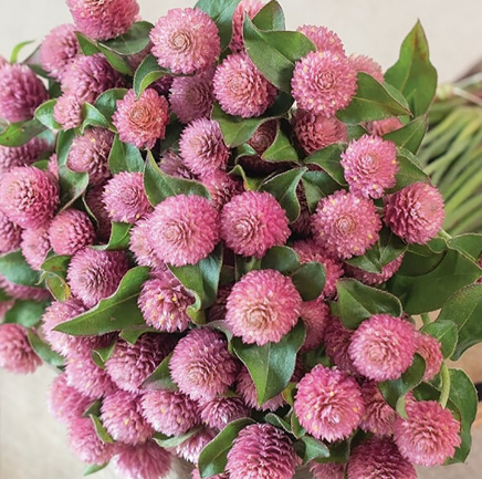 GOMPHRENA globosa Raspberry Cream