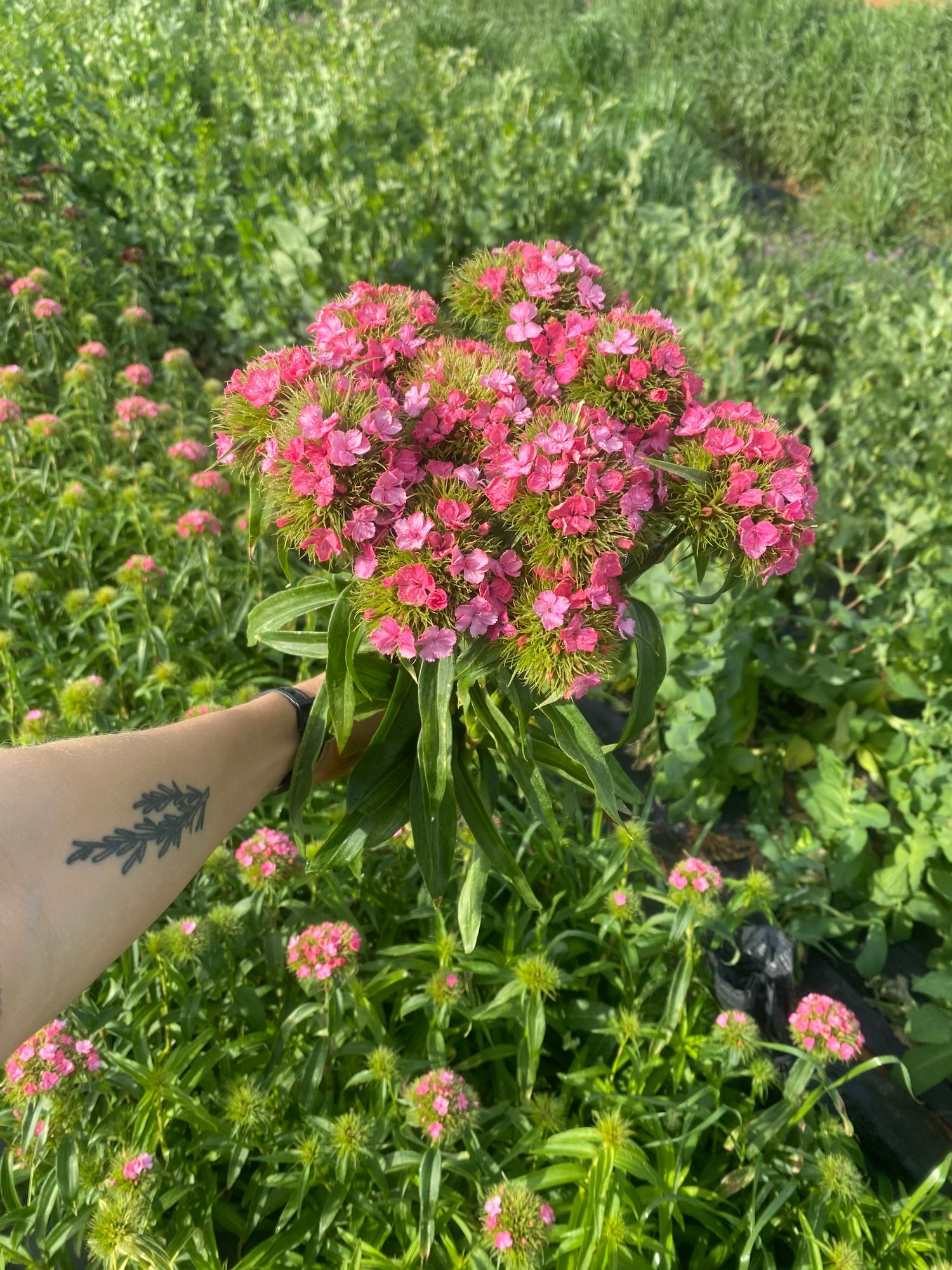 DIANTHUS barbatus Sweet Deep Pink Maxine