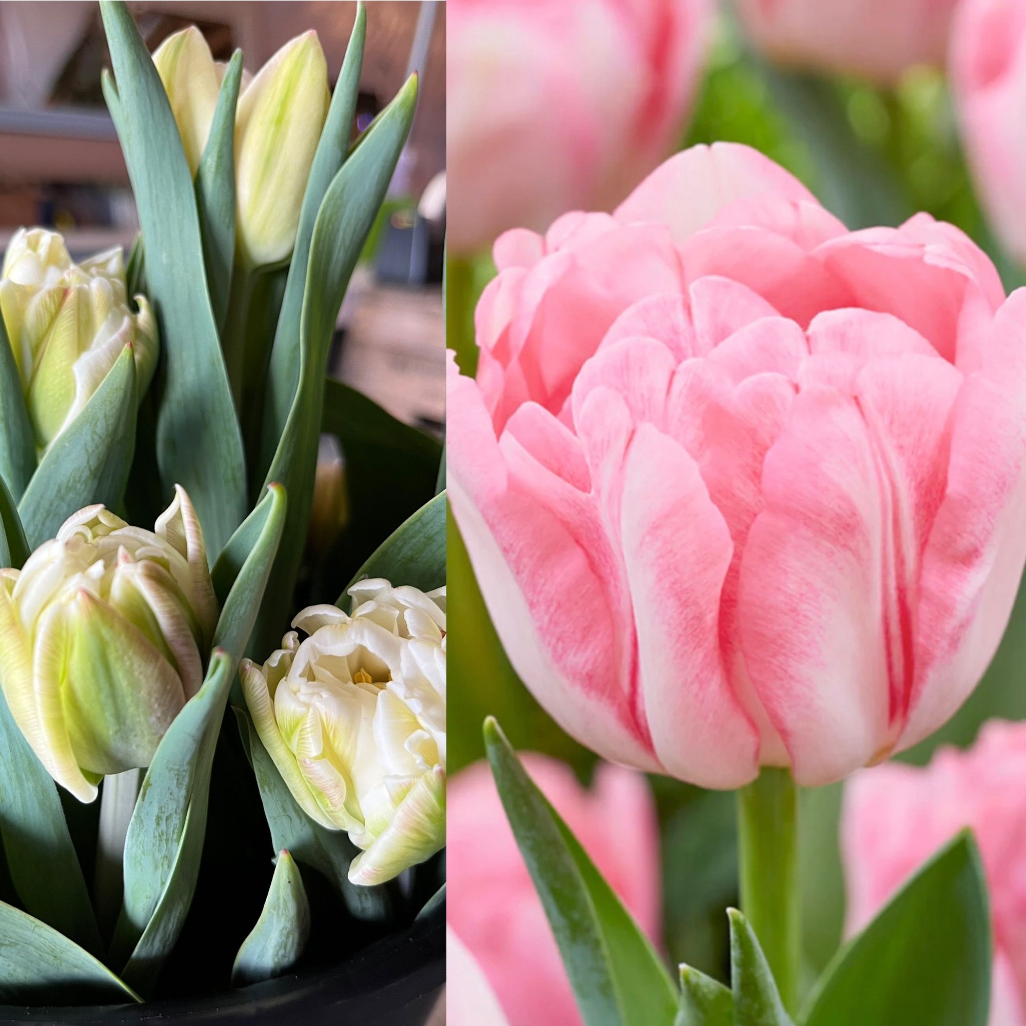TULIPA Foxtrot