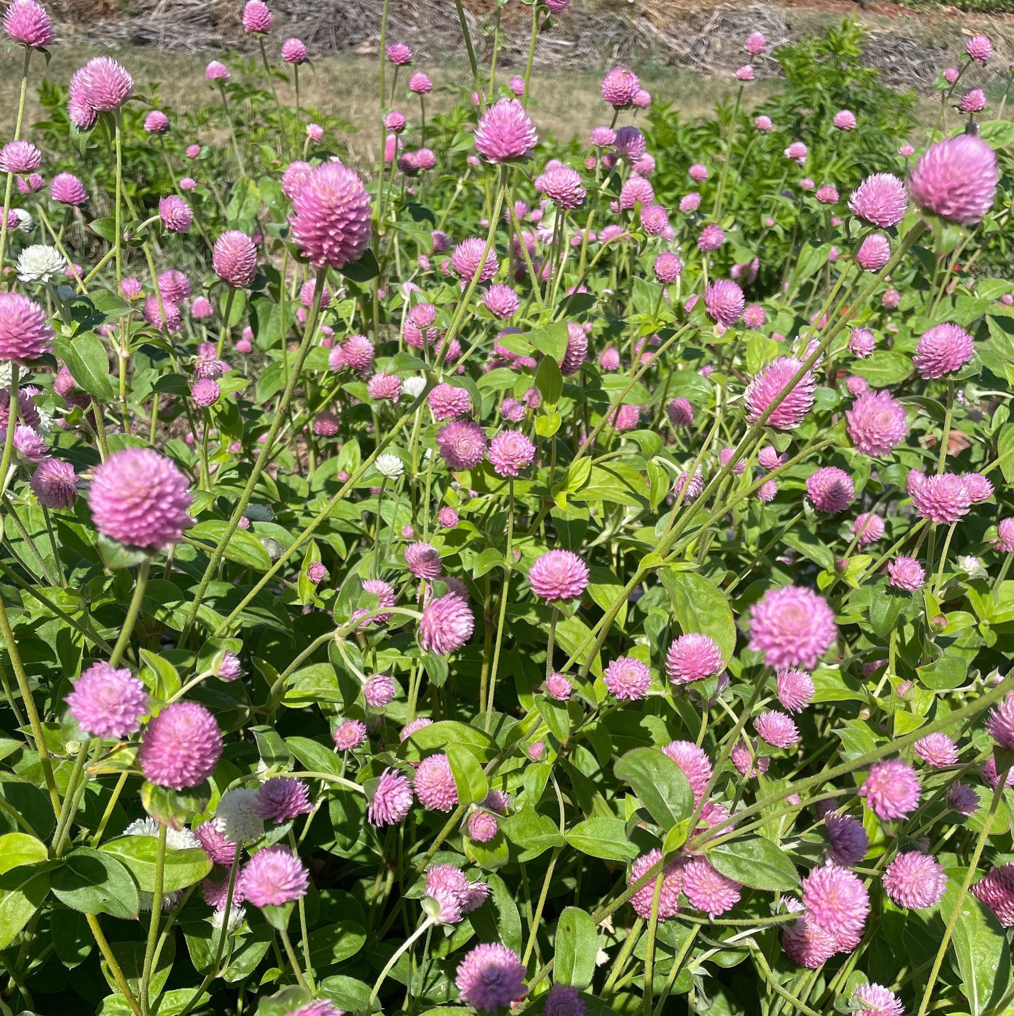 GOMPHRENA globosa Raspberry Cream