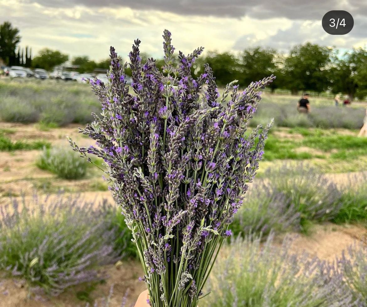 LAVANDULA dentata