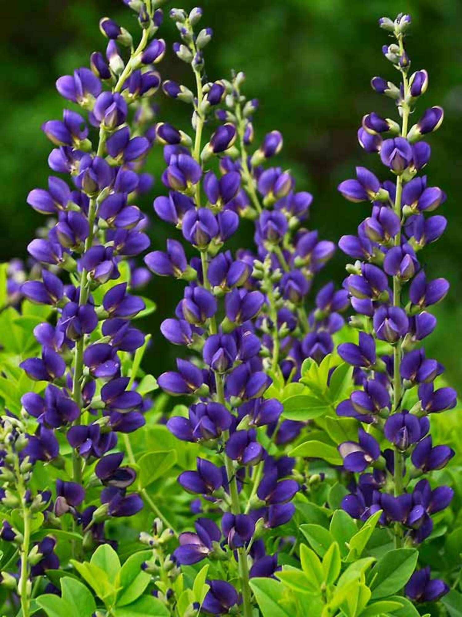 BAPTISIA australis