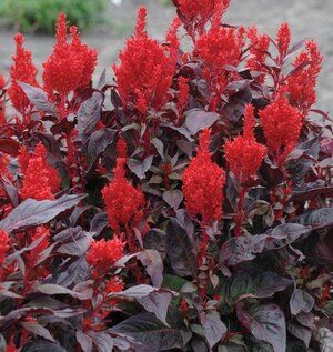 CELOSIA argentea var. plumosa Sunday Wine Red