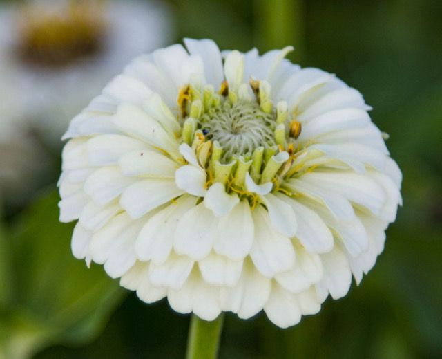 ZINNIA elegans Oklahoma Series