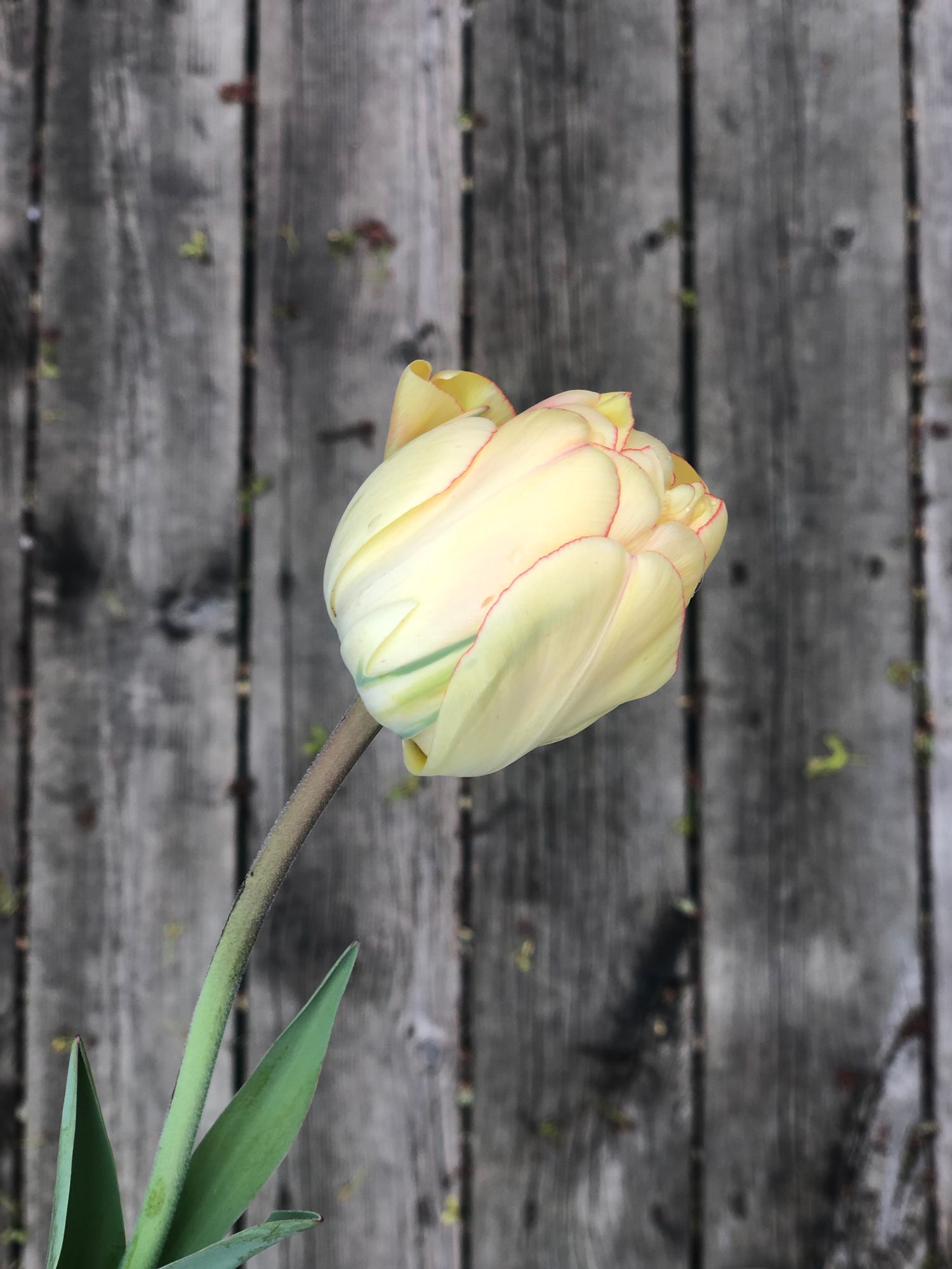 TULIPA Akebono