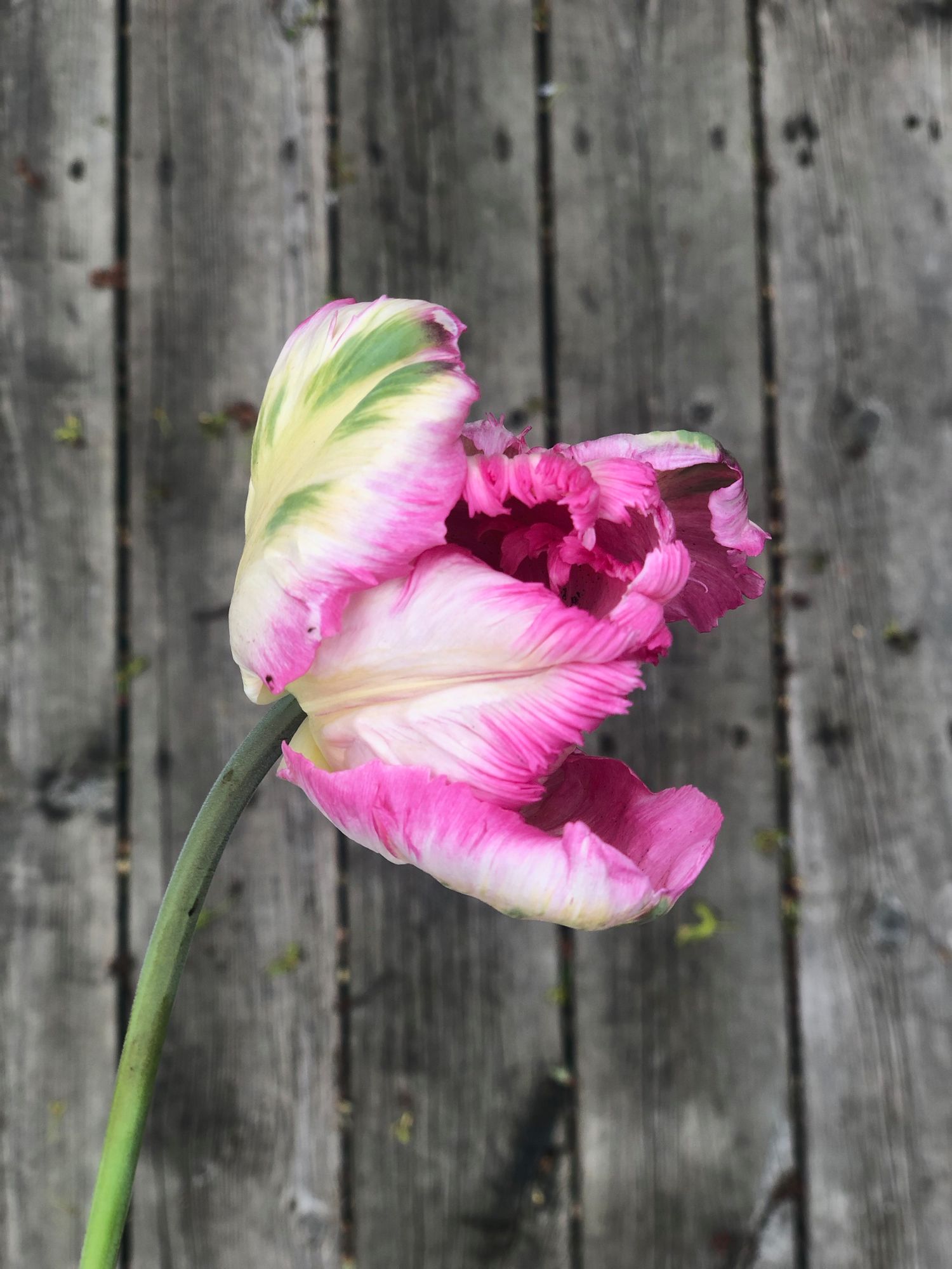 TULIPA Pink Vision