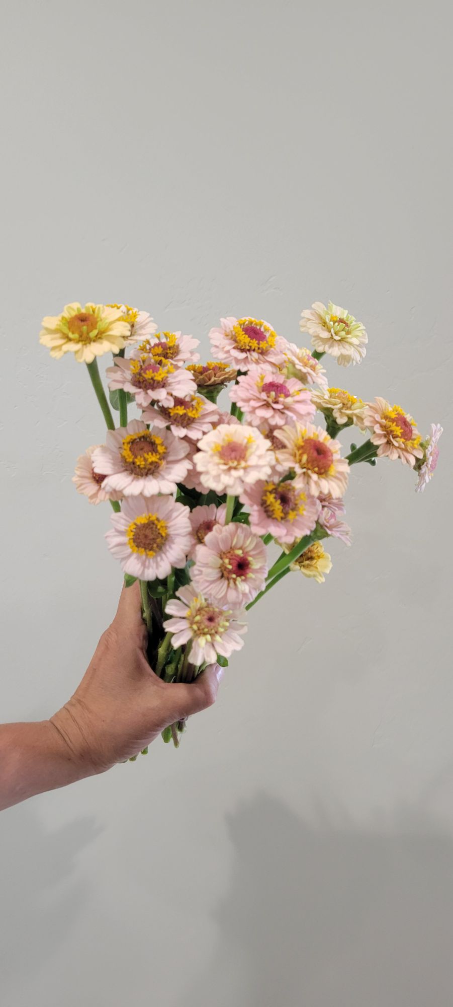 ZINNIA elegans Little Flower Girl