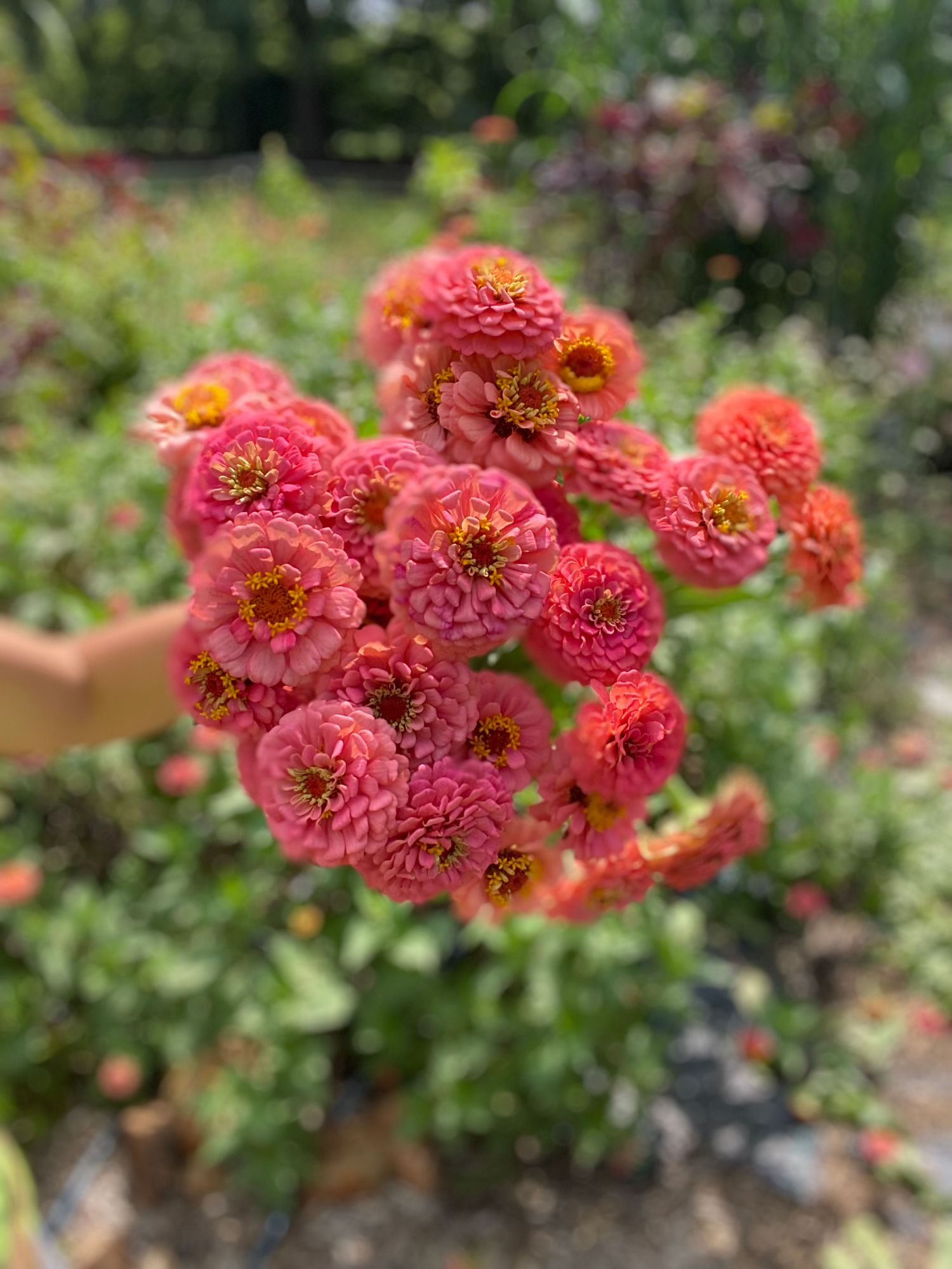 ZINNIA elegans Oklahoma Series
