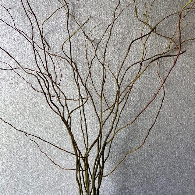SALIX matsudana var. tortuosa