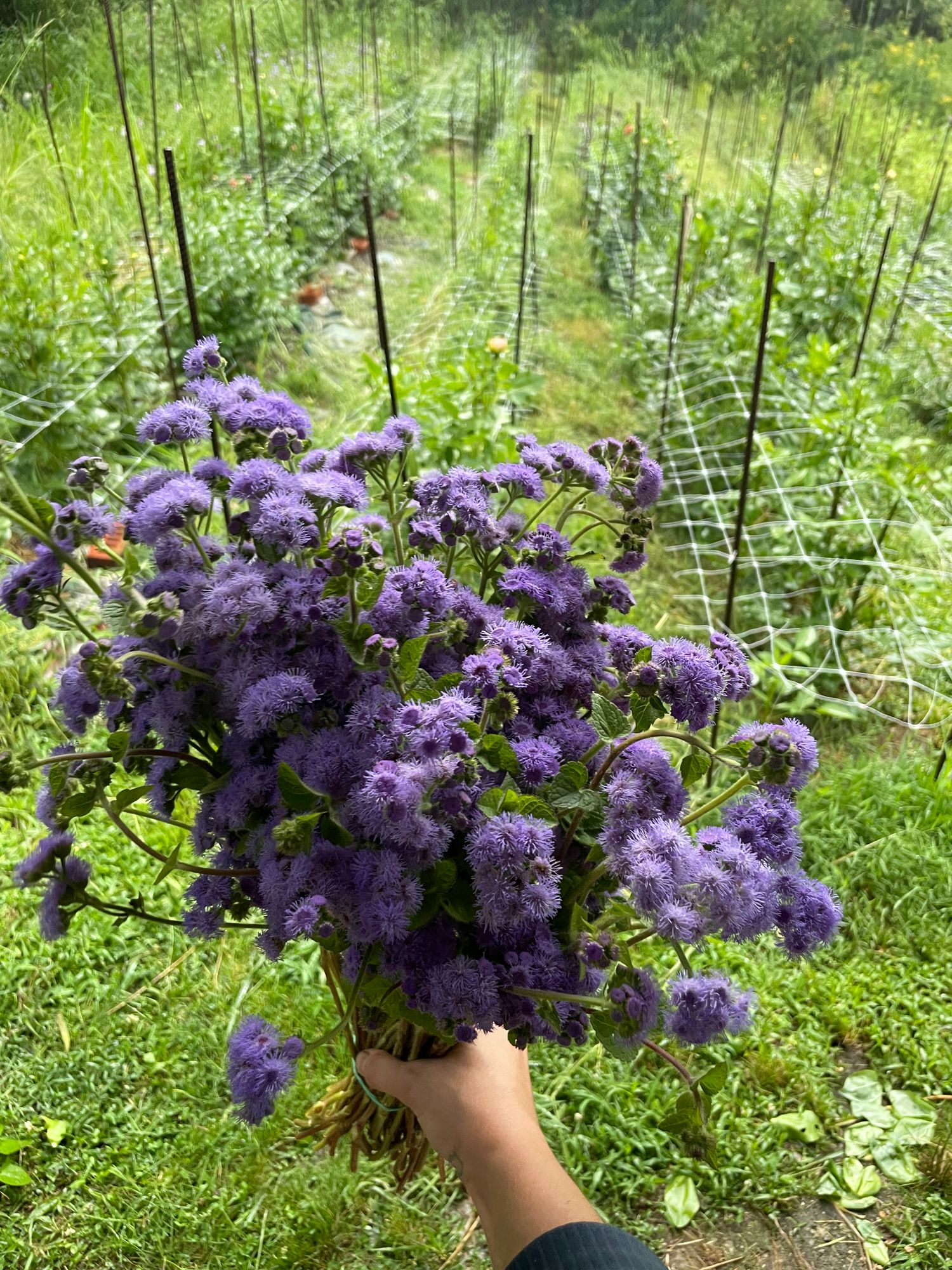 AGERATUM houstonianum Blue Horizon