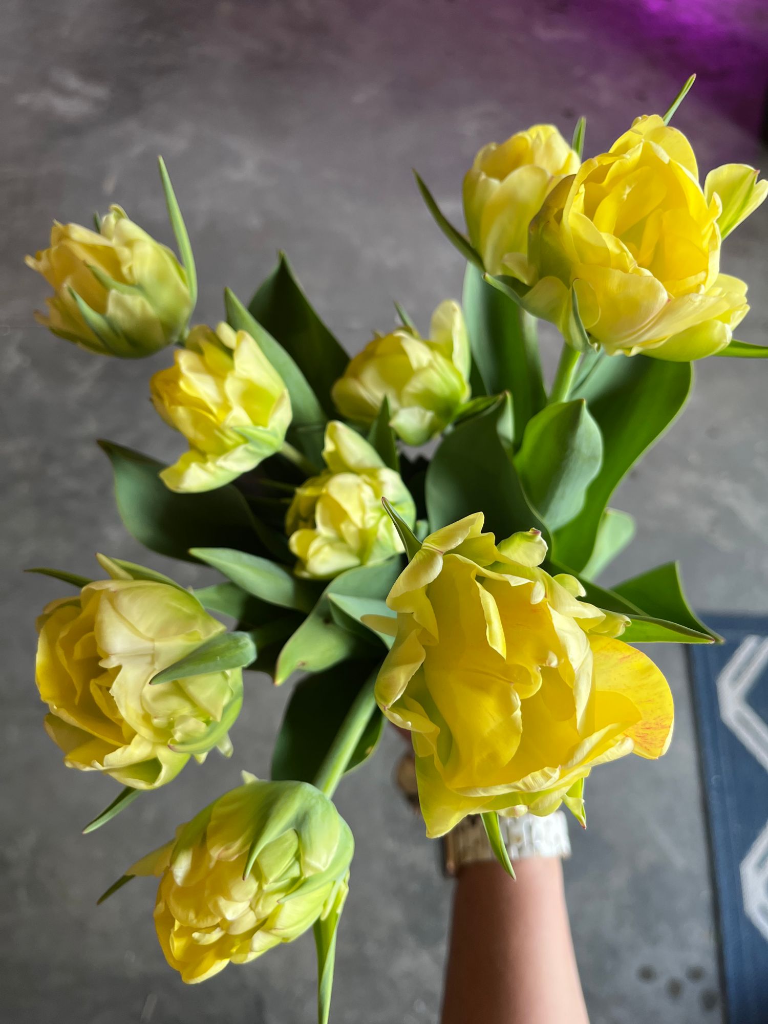 TULIPA Akebono