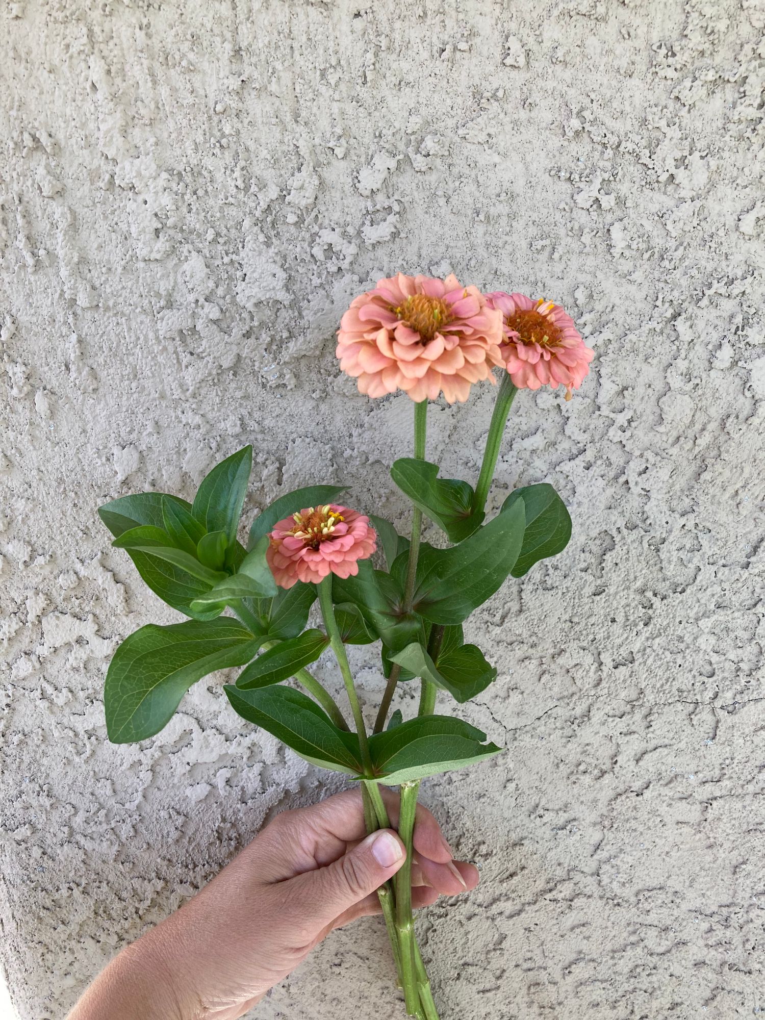 ZINNIA elegans Oklahoma Series
