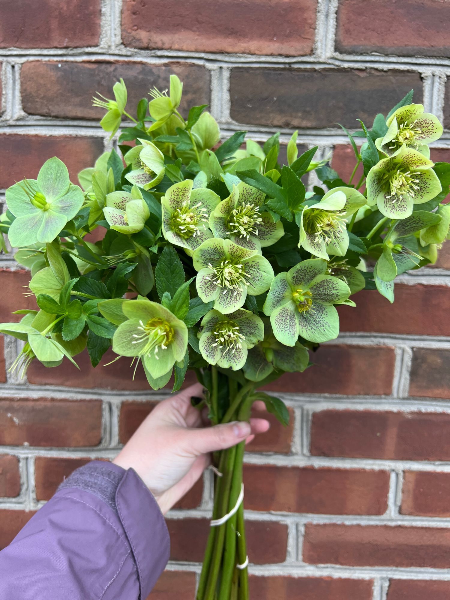 HELLEBORUS x hybridus