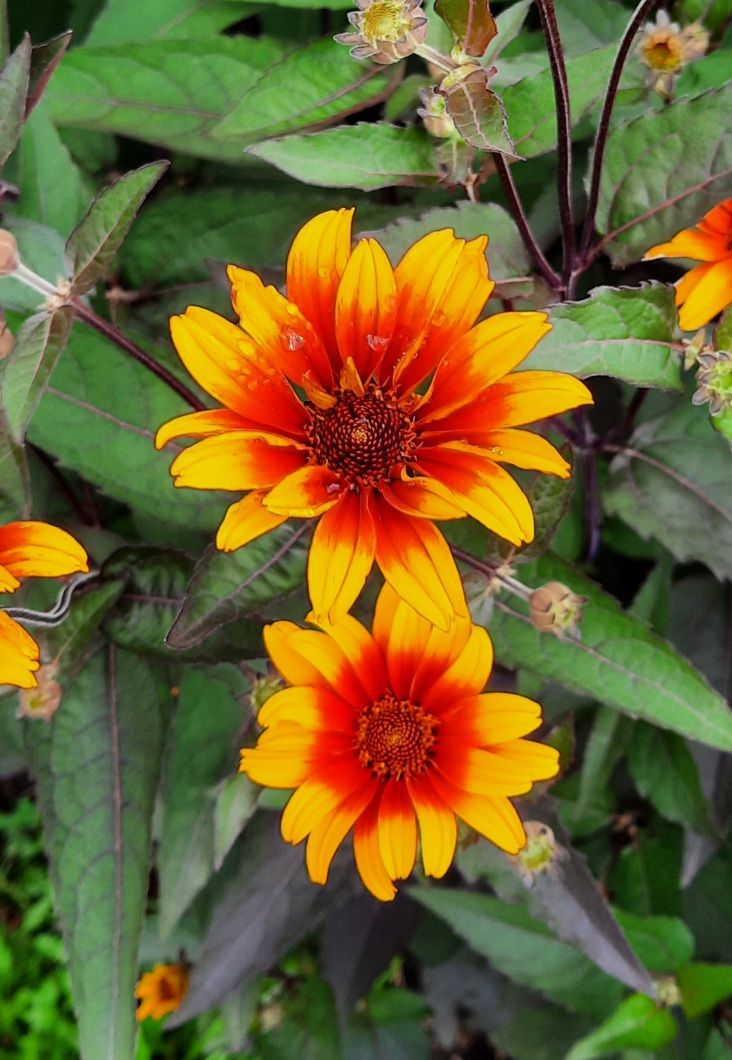 HELIOPSIS helianthoides var. scabra