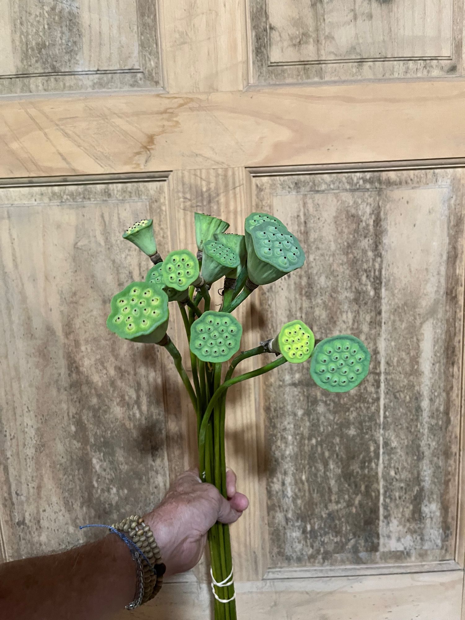NELUMBO