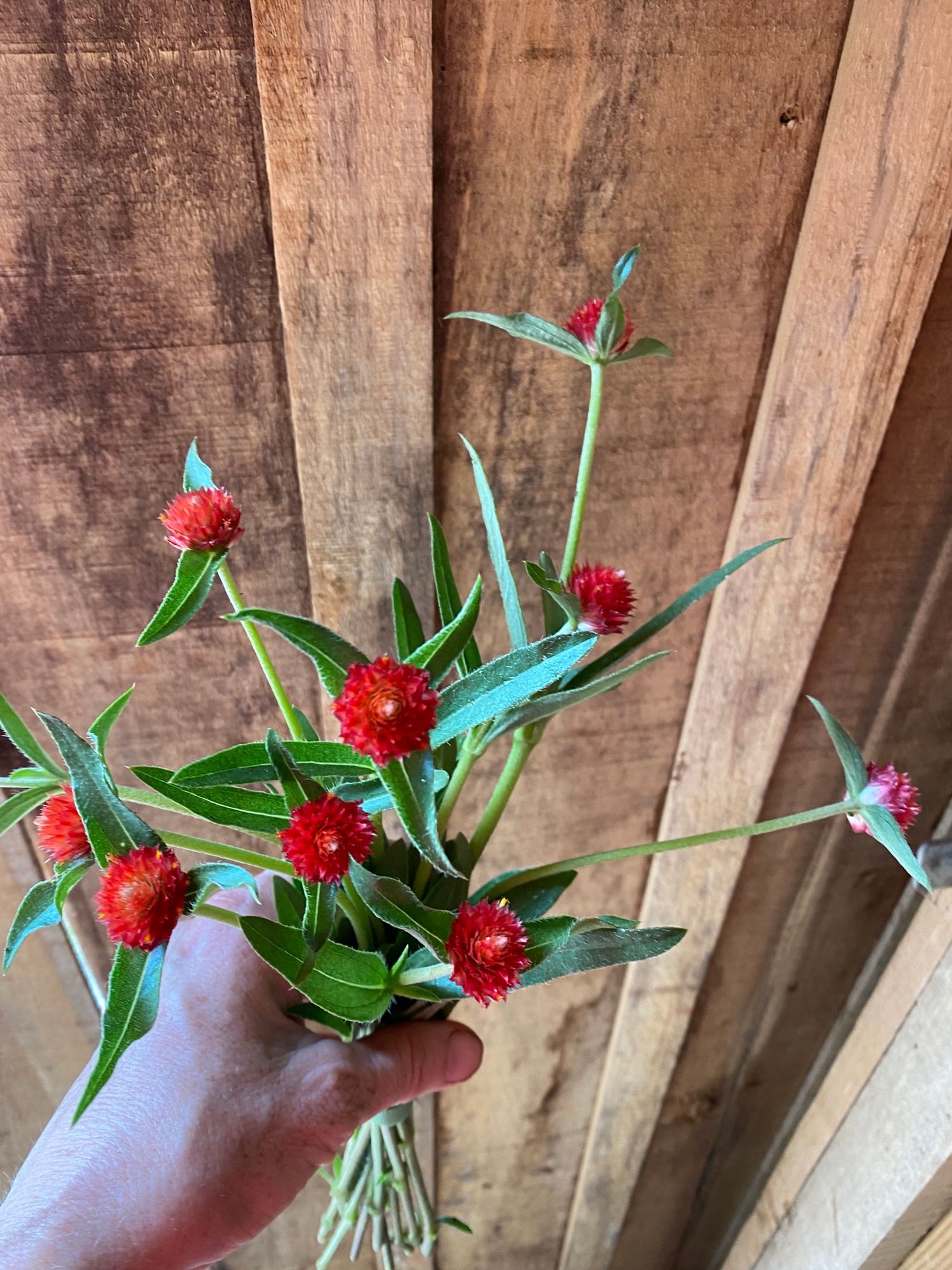 GOMPHRENA globosa QIS