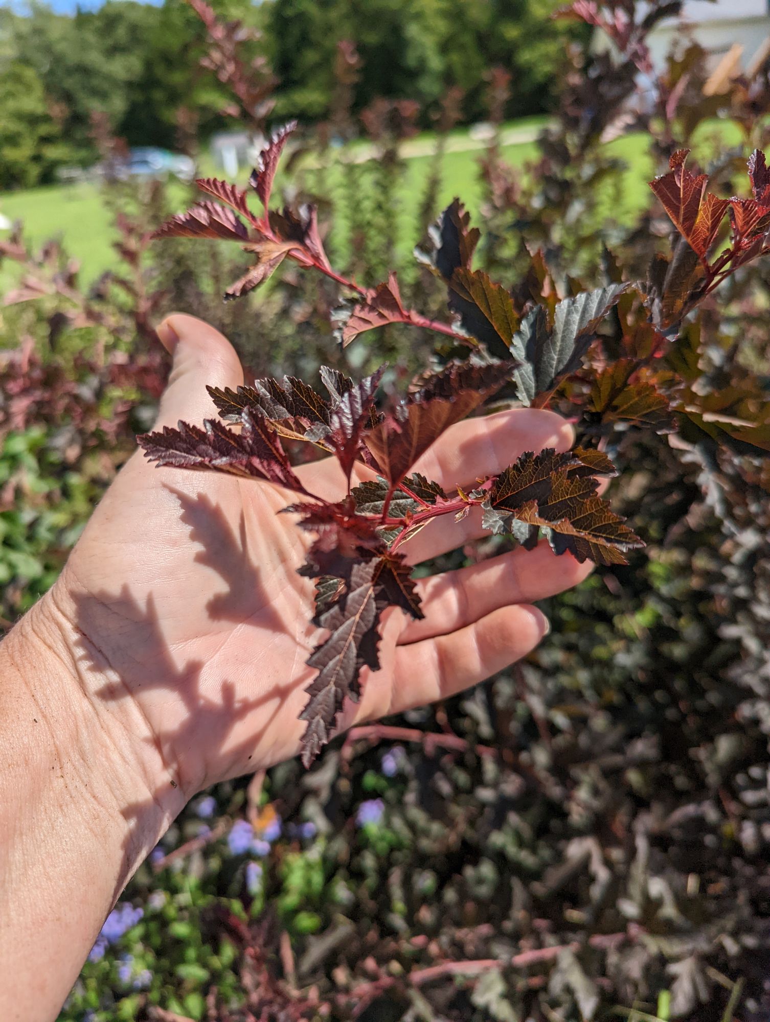 PHYSOCARPUS opulifolius