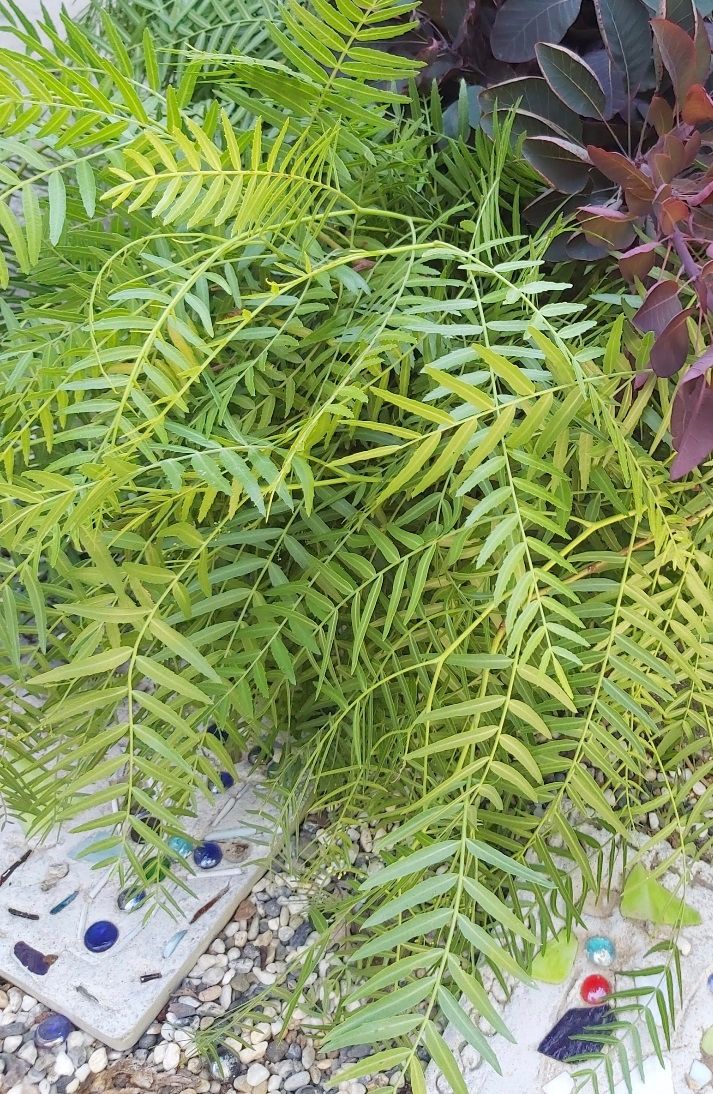SCHINUS molle